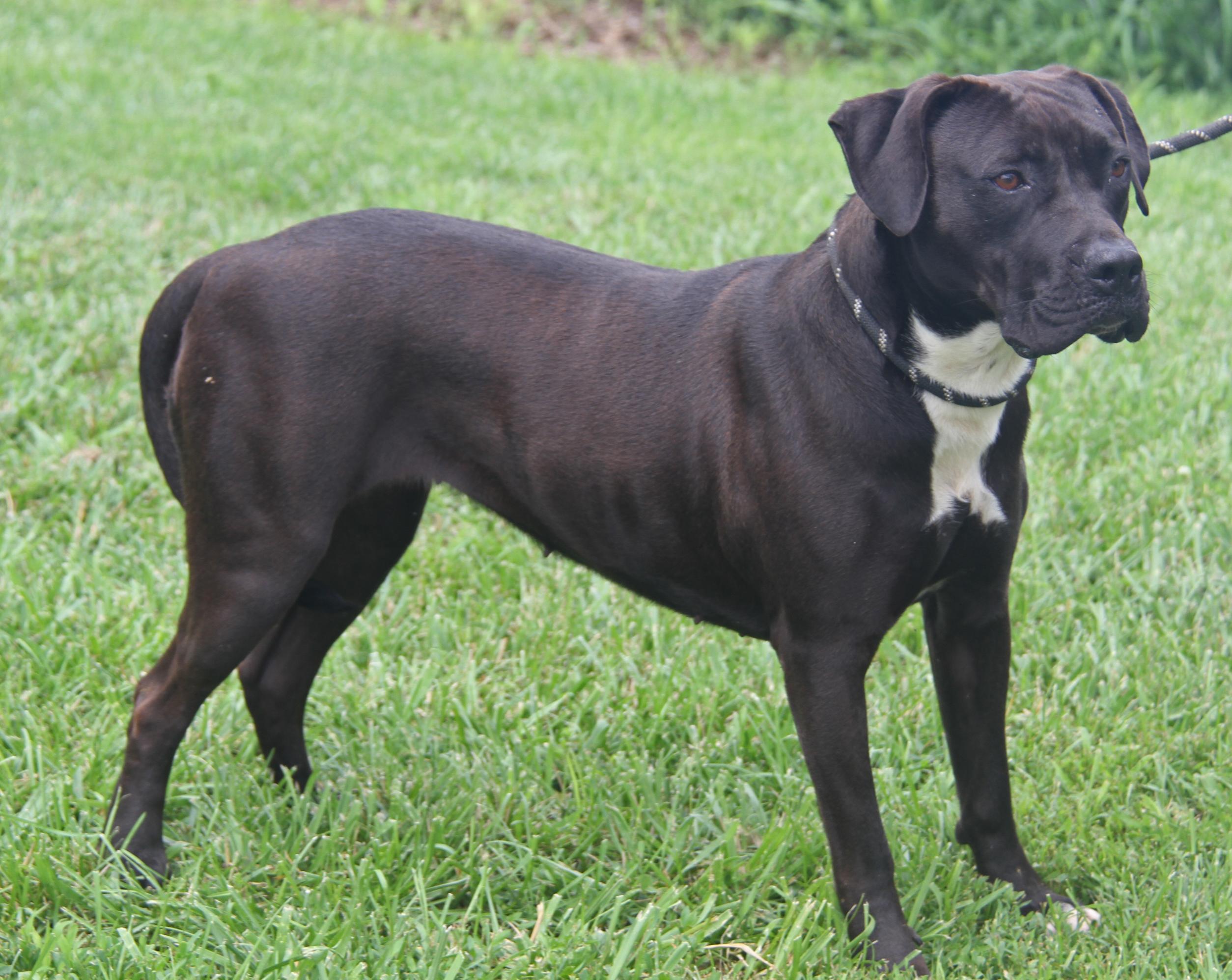 Veronica (Spayed) (Photos 6/16/2025)