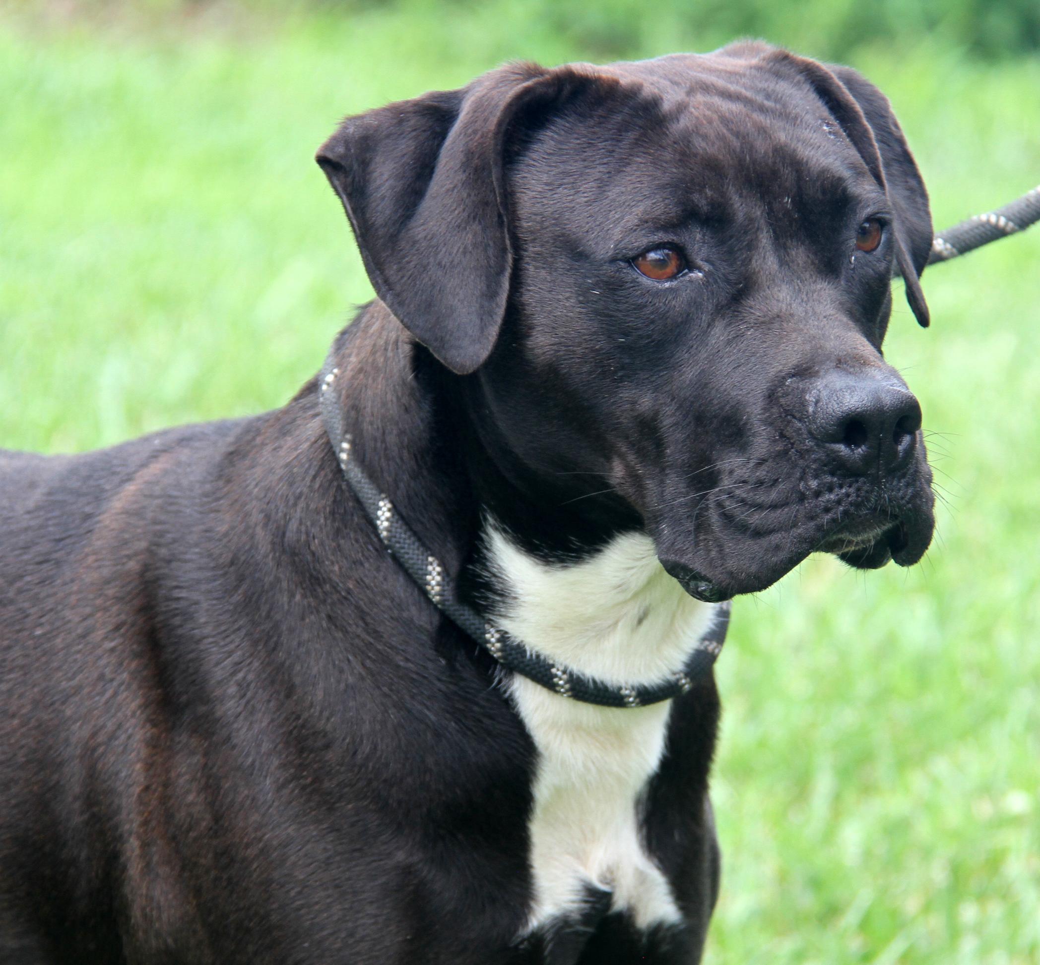 Veronica (Spayed) (Photos 6/16/2025)