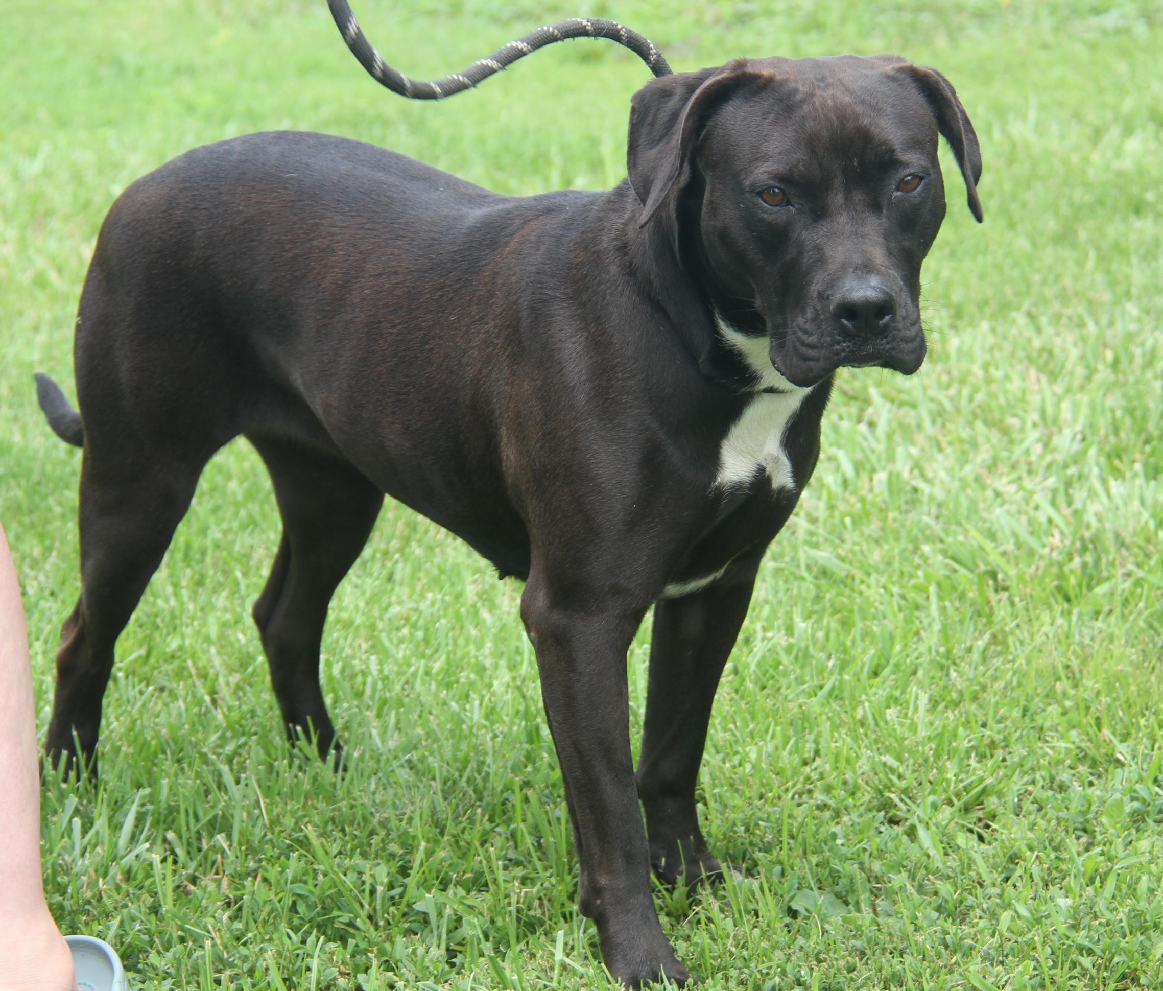 Veronica (Spayed) (Photos 6/16/2025)