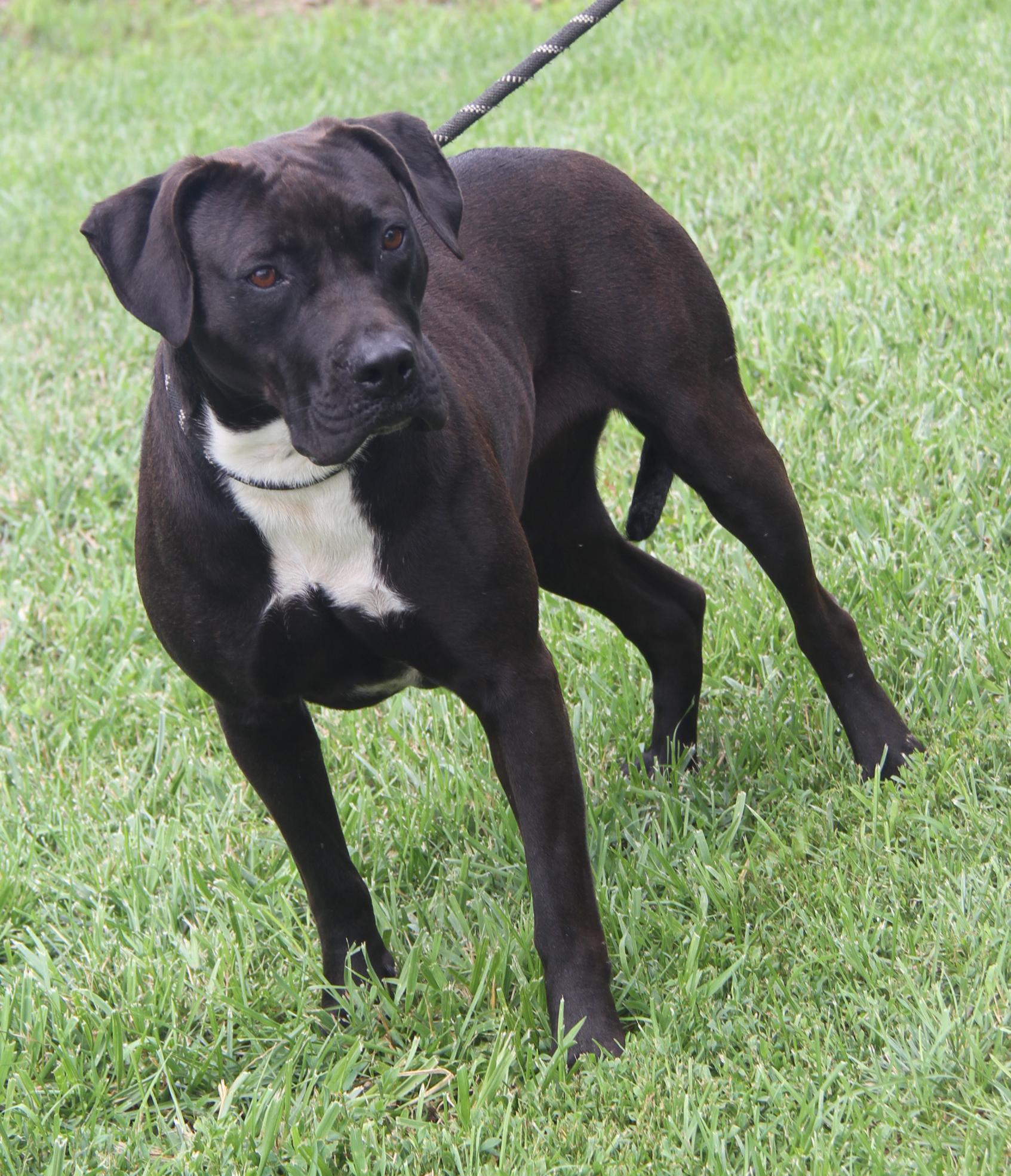 Veronica (Spayed) (Photos 6/16/2025)