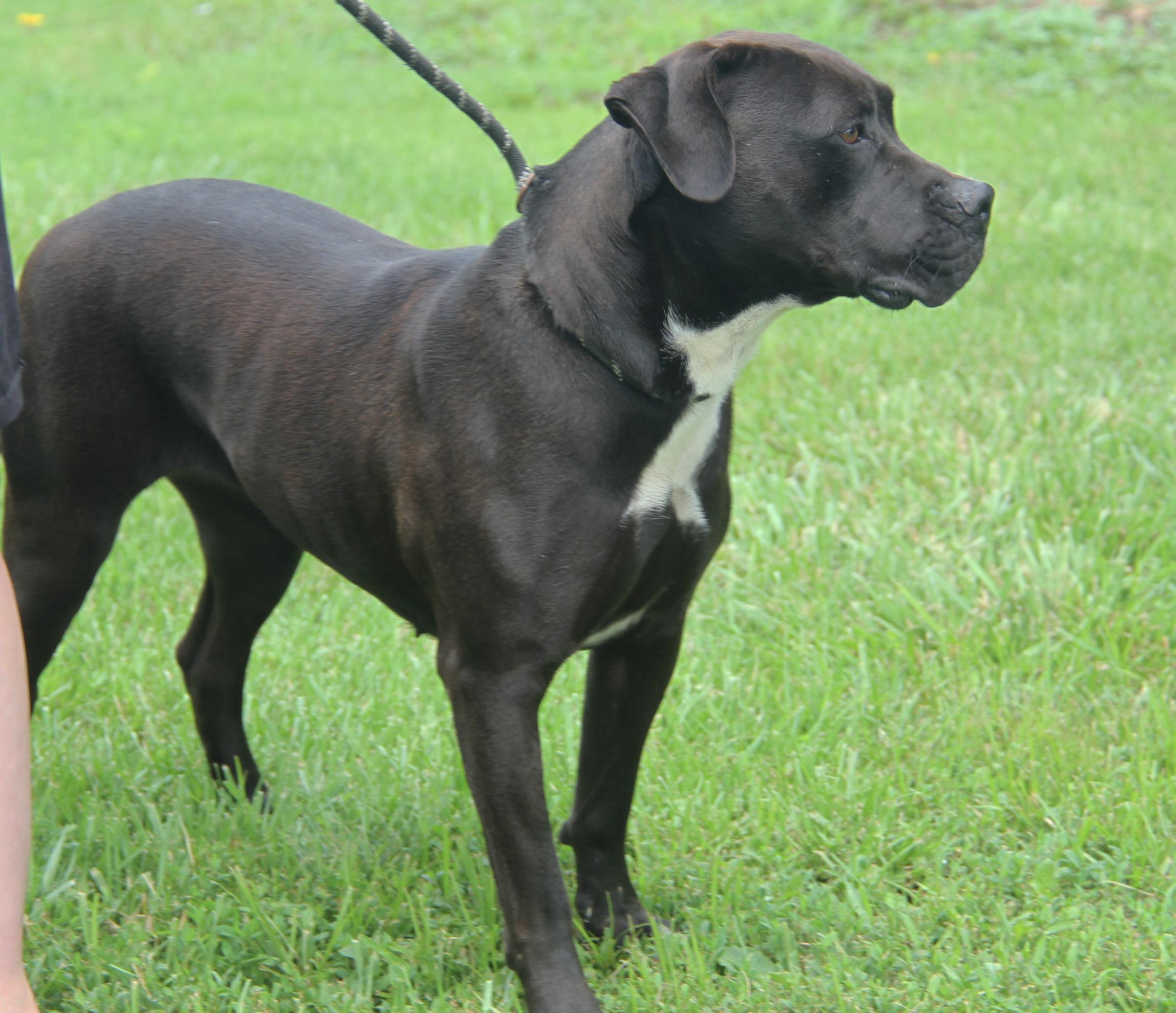 Veronica (Spayed) (Photos 6/16/2025)