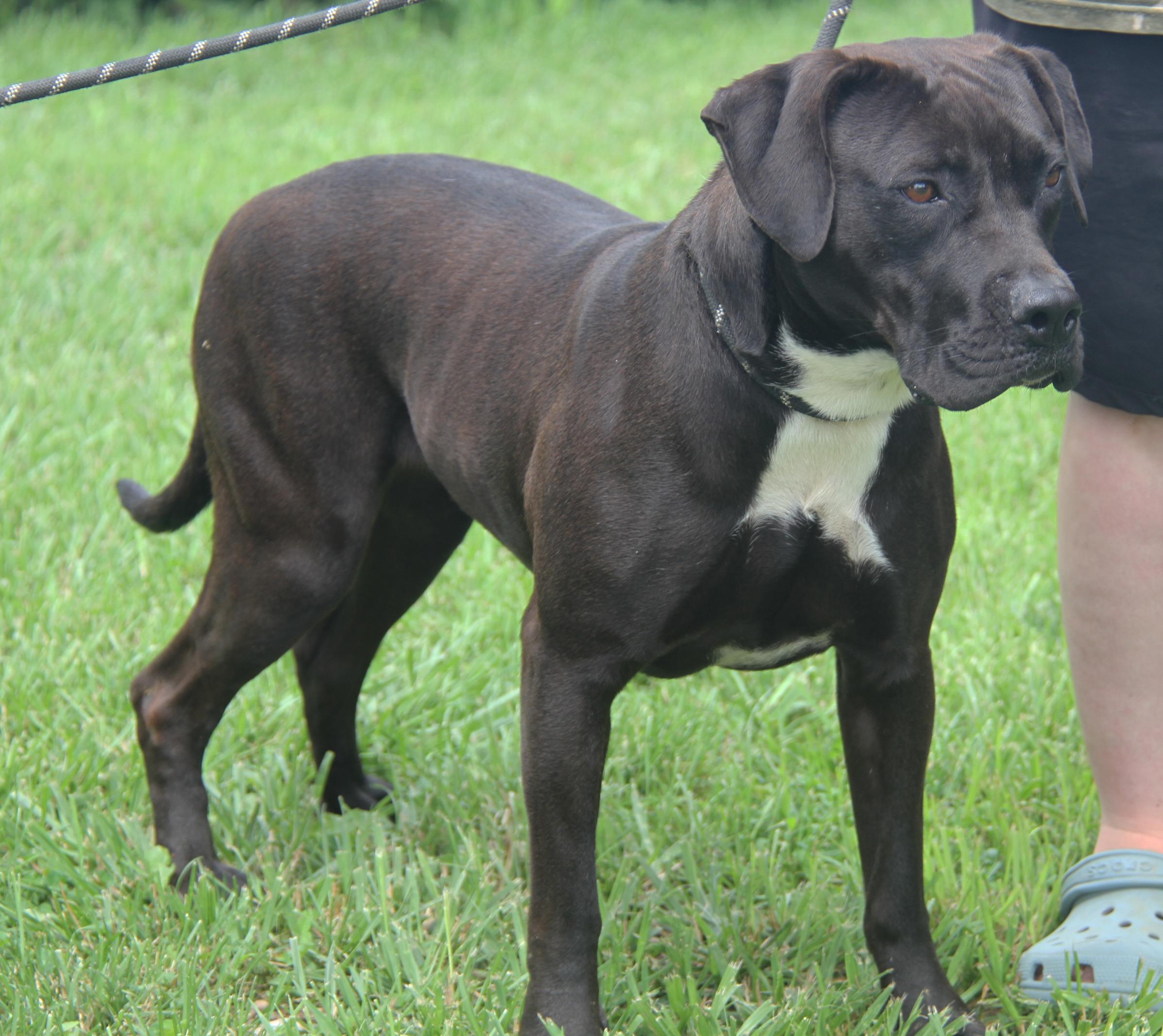 Veronica (Spayed) (Photos 6/16/2025)