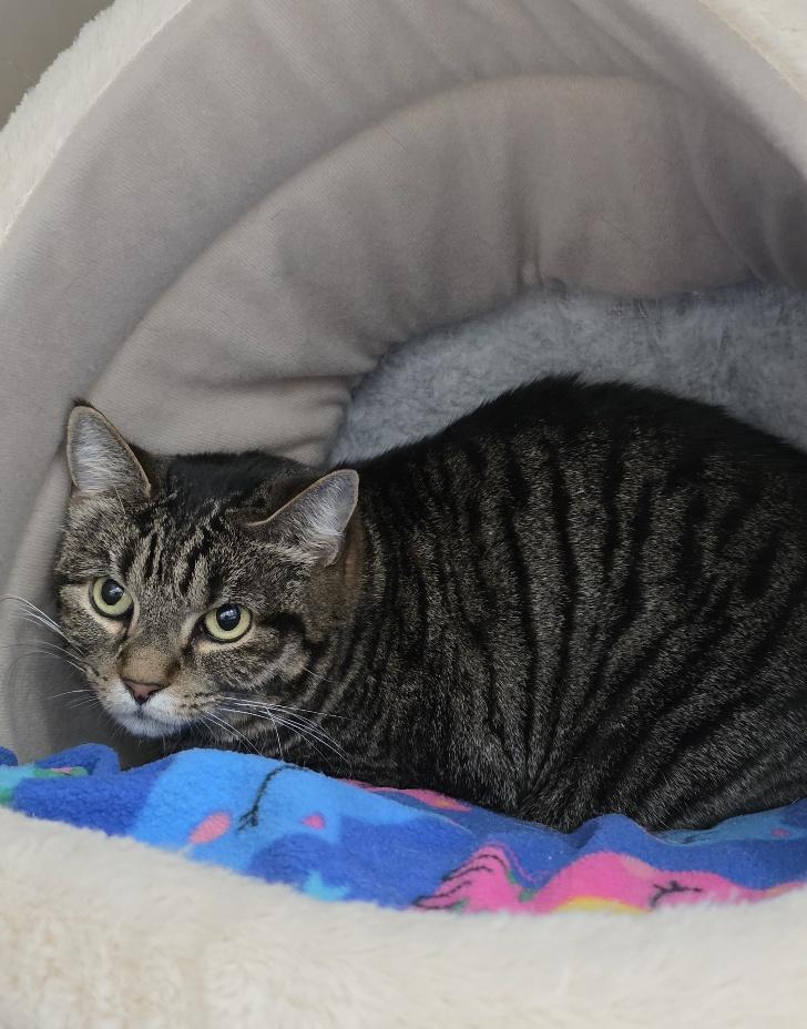Missy, Adoptable, Adult Female Domestic Short Hair.