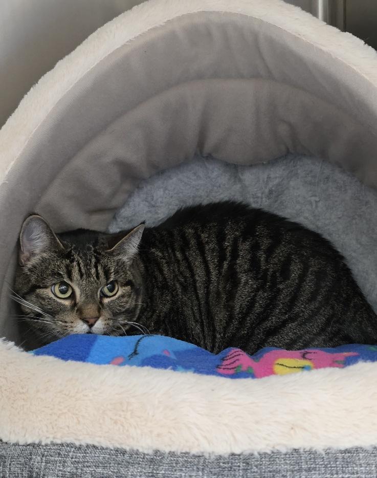 Enlarge Missy, a Adoptable Domestic Short Hair in Mesquite, NV image 2/2