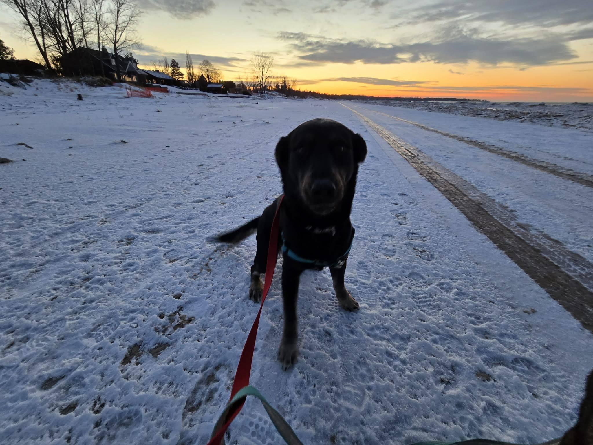 Enlarge Lyra, an adopted mixed breed in London, ON image 2/6