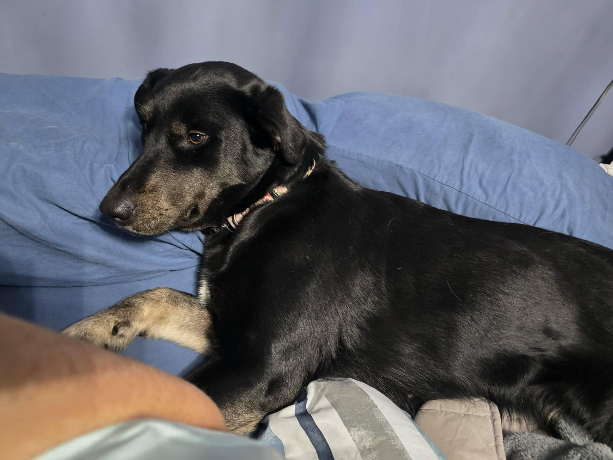 Enlarge Lyra, an adopted mixed breed in London, ON image 5/6