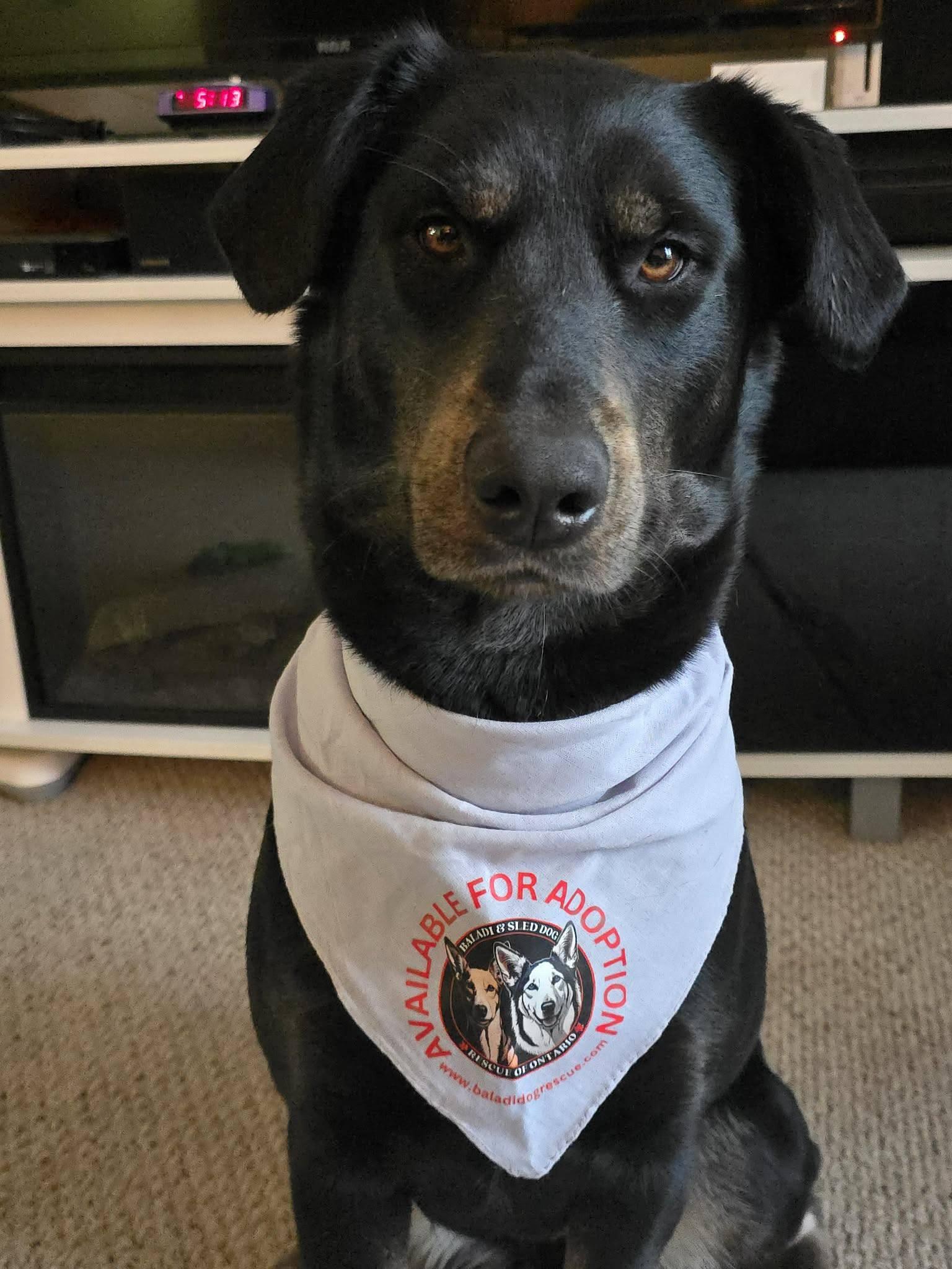 Lyra, adopted, Adult Female Golden Retriever & Husky.