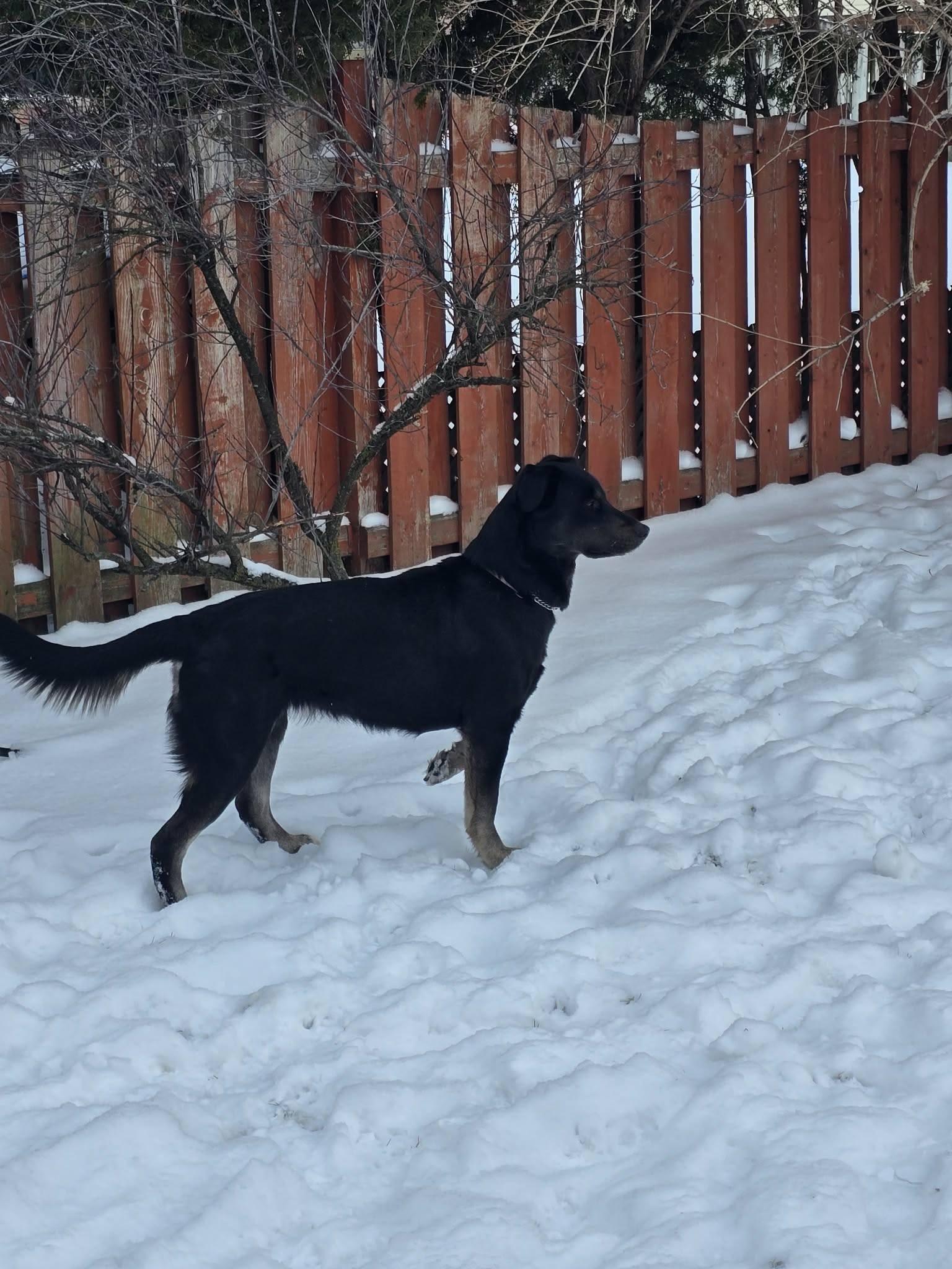 Enlarge Lyra, an adopted mixed breed in London, ON image 4/6