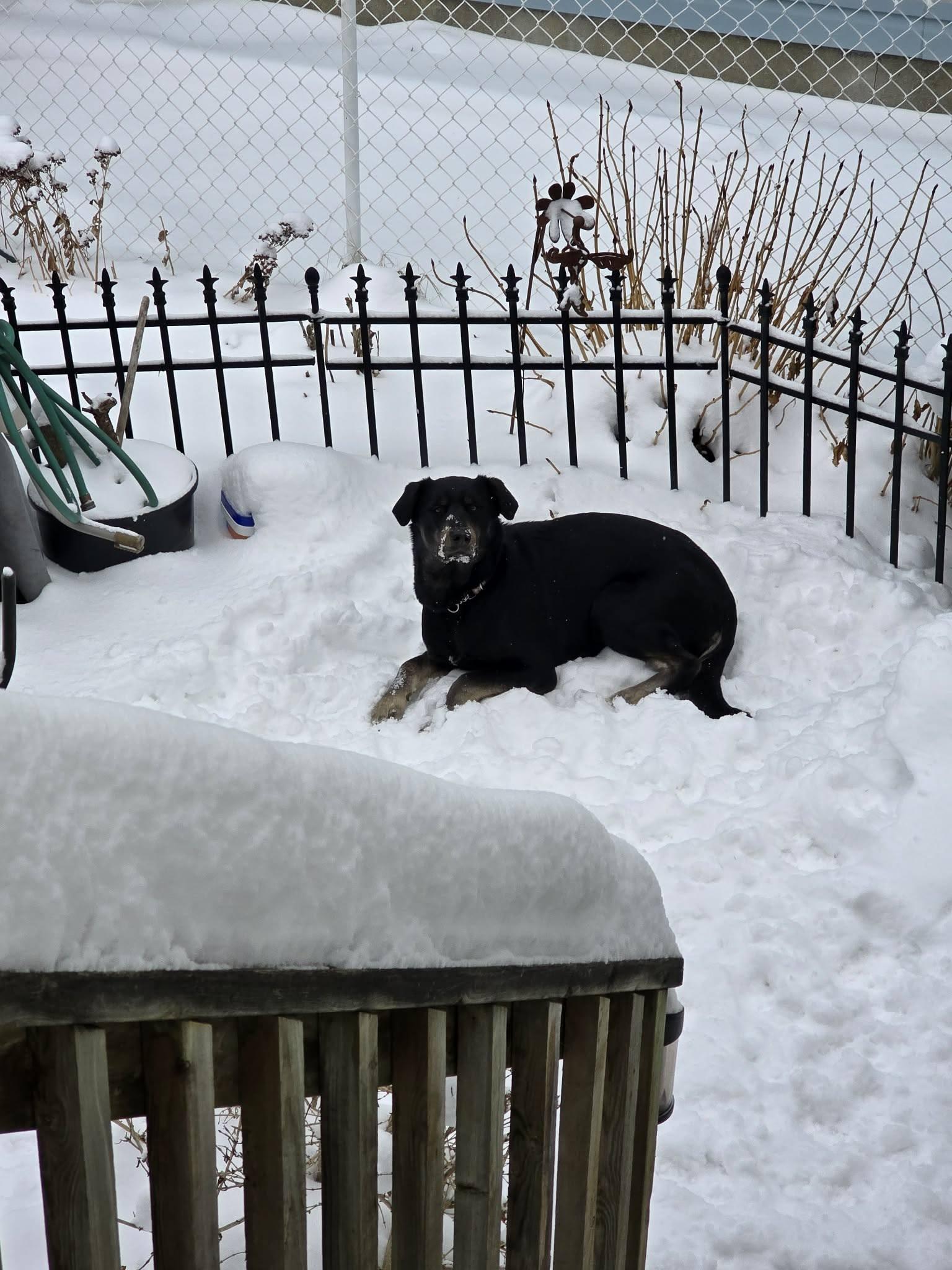 Enlarge Lyra, an adopted mixed breed in London, ON image 3/6