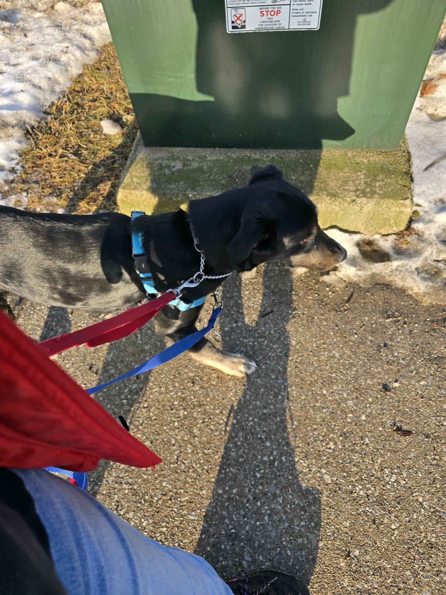 Enlarge Lyra, an adopted mixed breed in London, ON image 6/6