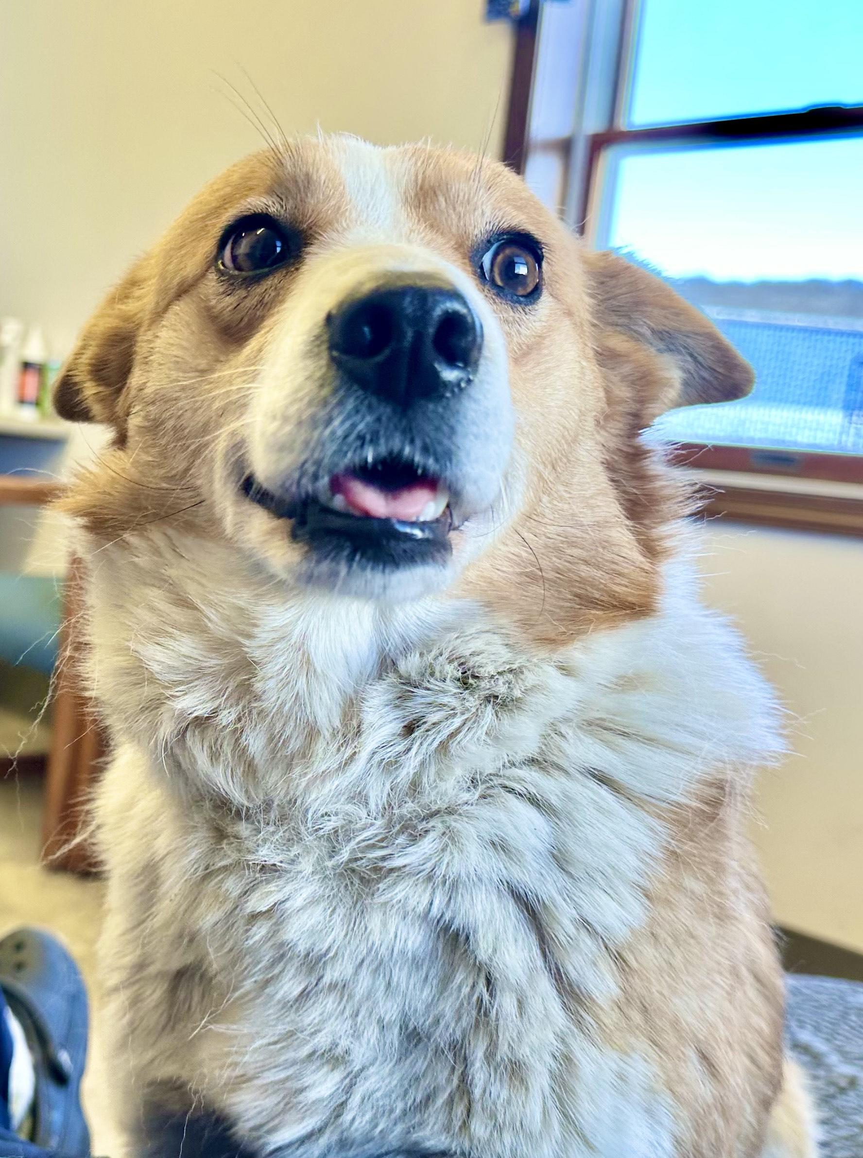 Enlarge Queenie, a ADOPTABLE mixed breed in Millersburg, OH image 2/4