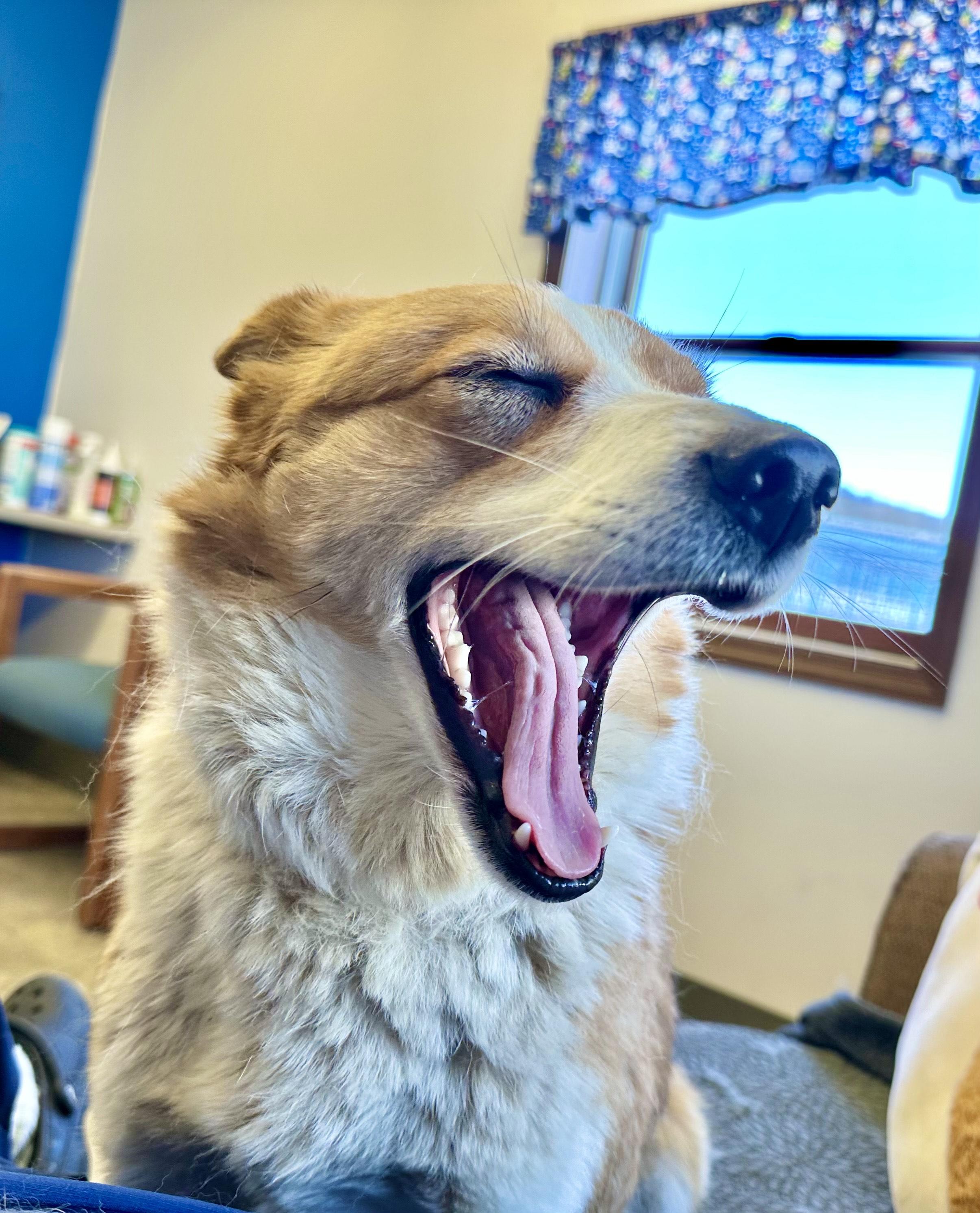 Enlarge Queenie, a ADOPTABLE mixed breed in Millersburg, OH image 4/4