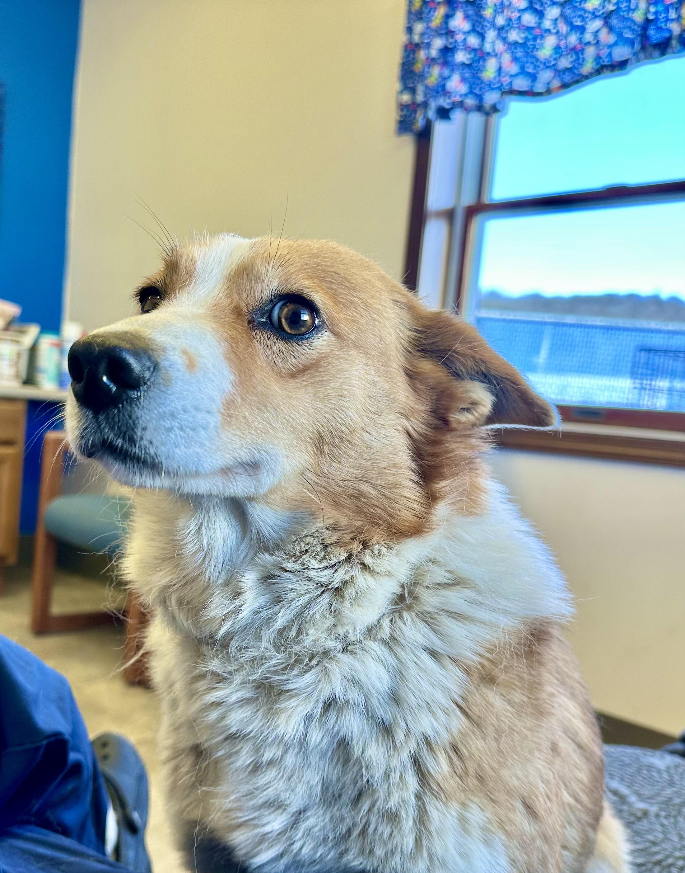 Enlarge Queenie, a ADOPTABLE mixed breed in Millersburg, OH image 3/4