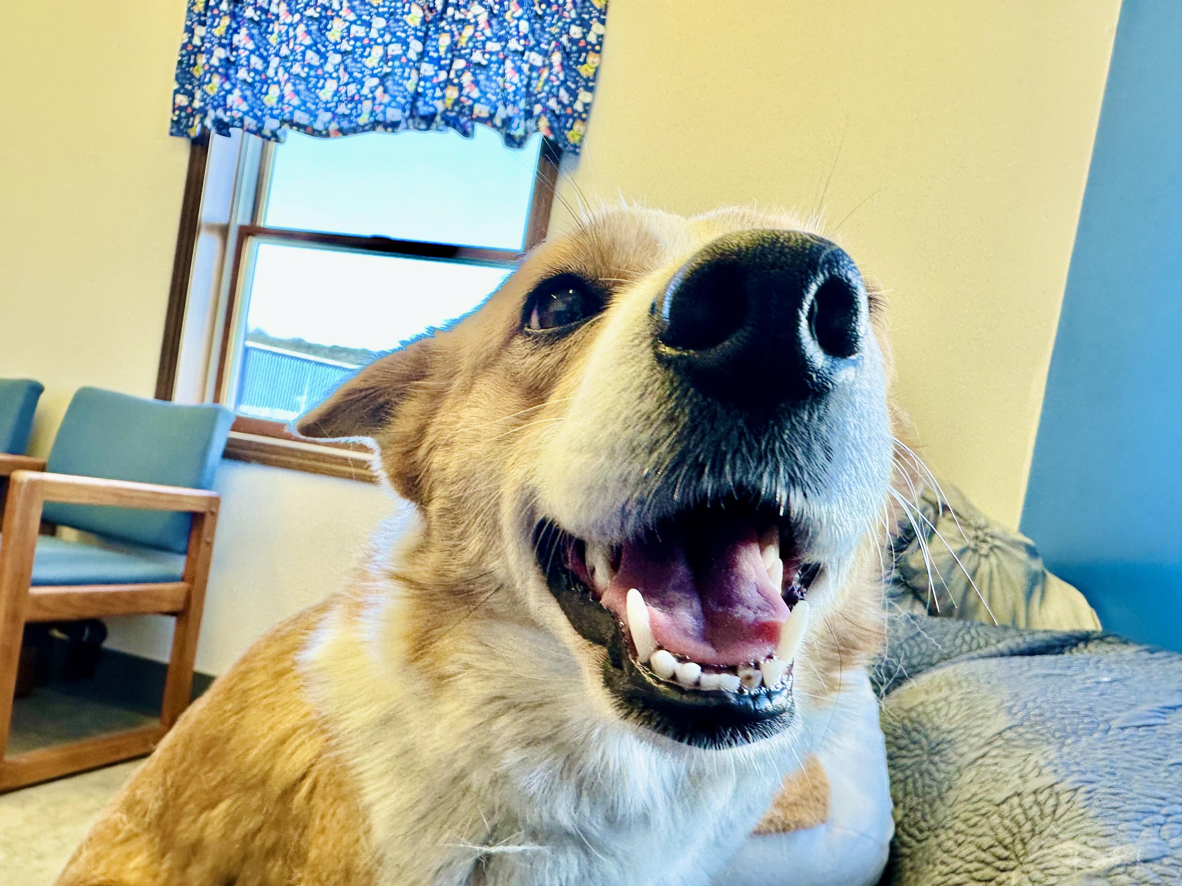 Enlarge Queenie, a ADOPTABLE mixed breed in Millersburg, OH image 1/4