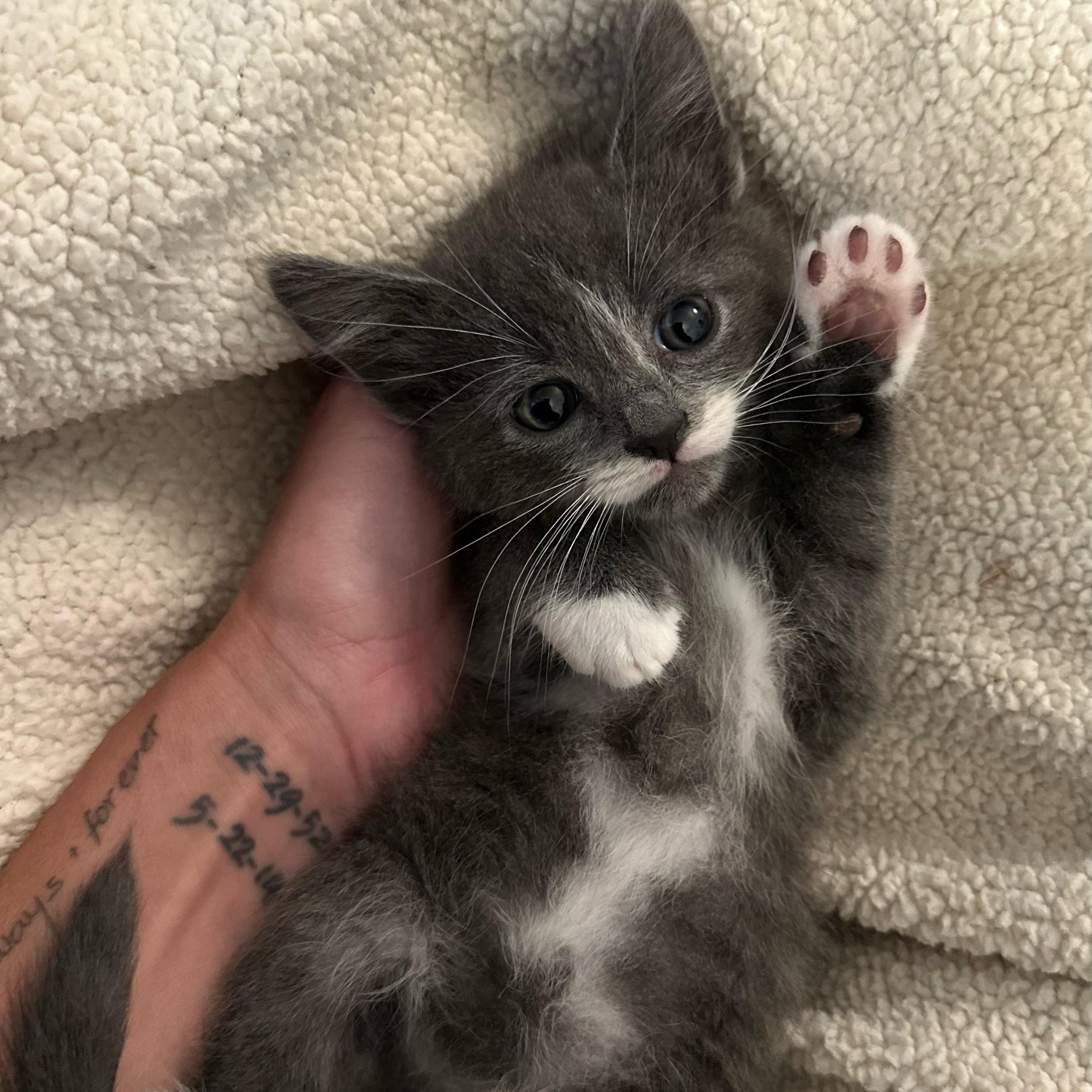 Benny, an adopted Domestic Medium Hair in Stamford, CT image 4/4
