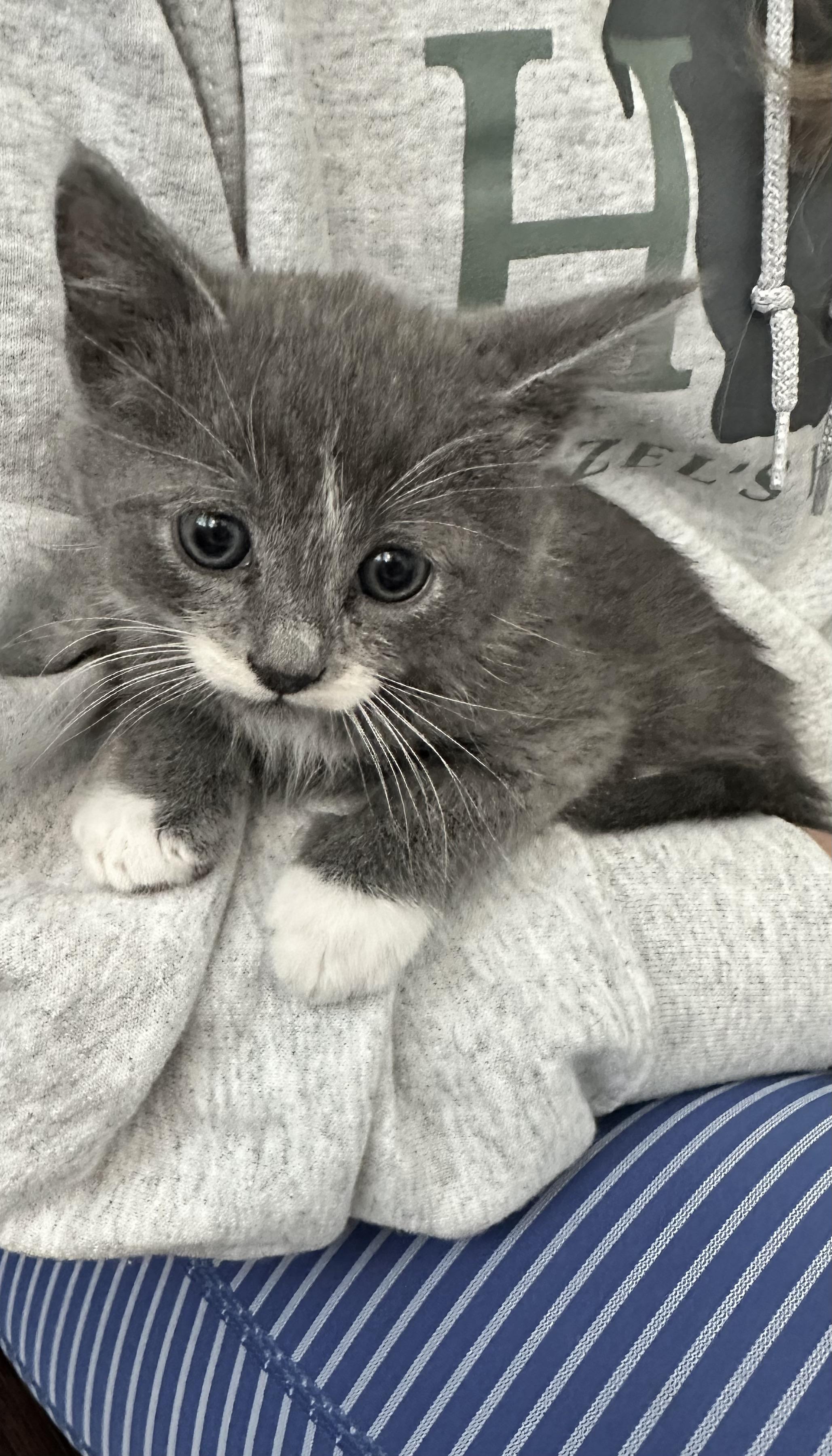 Benny, an adopted Domestic Medium Hair in Stamford, CT image 2/4