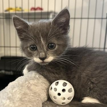 Benny, adopted, Kitten Male Domestic Medium Hair.
