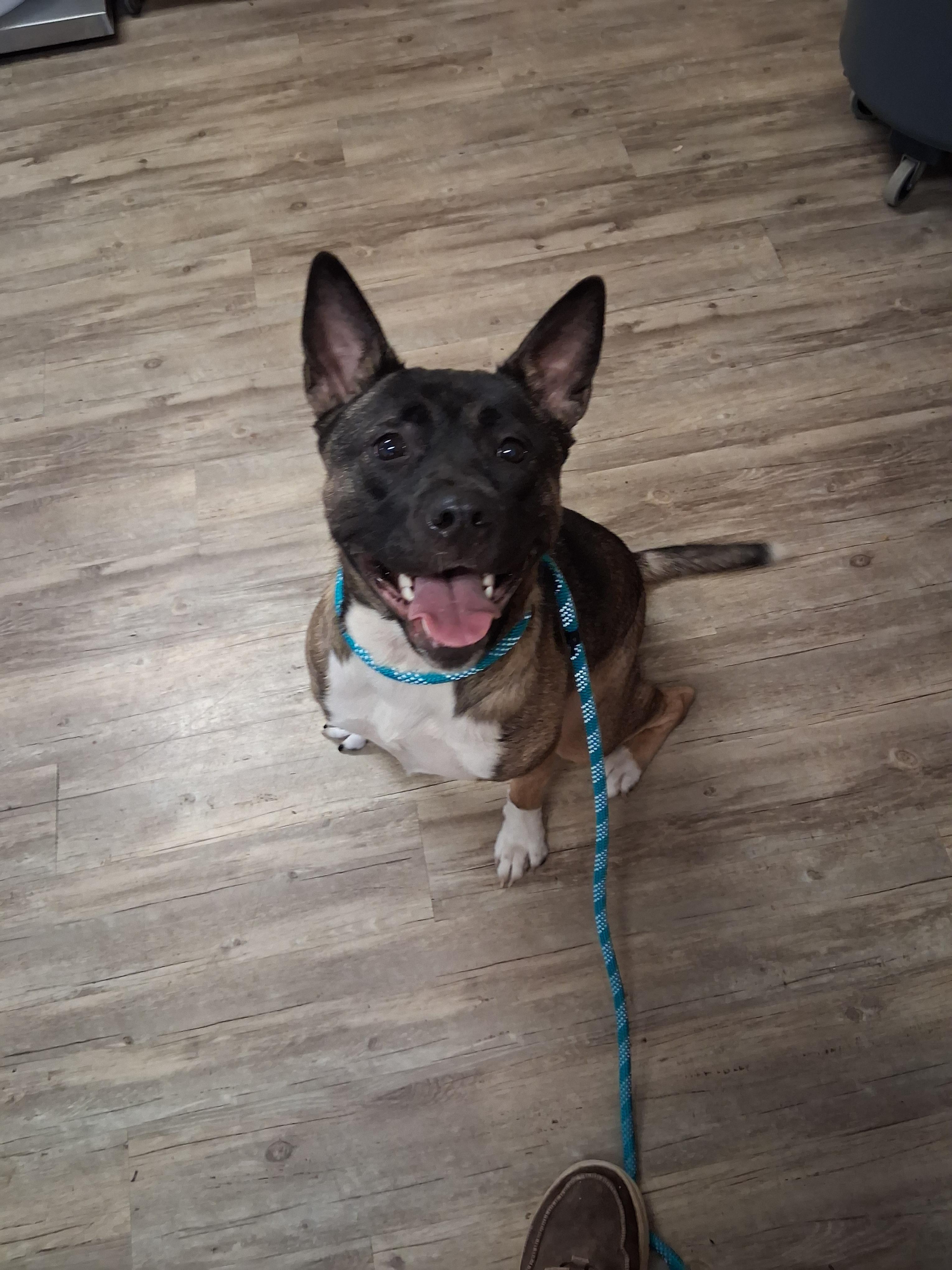 Aries, Adoptable, Young Female Akita.