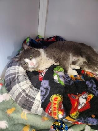 Peep, Adoptable, Adult Male Domestic Short Hair & Domestic Short Hair.