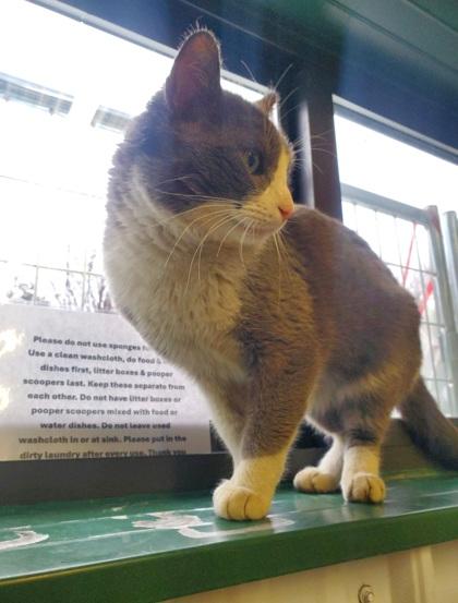 Enlarge Peep, a Adoptable mixed breed in Shawano, WI image 2/3