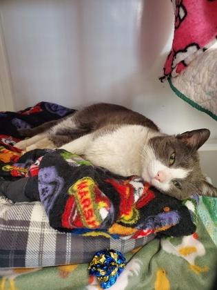 Enlarge Peep, a Adoptable mixed breed in Shawano, WI image 3/3