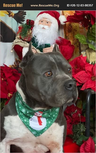 Adorable, gentle, STUEY - VERY LOVING HANDSOME BOY, Adoptable, Adult Male American Staffordshire Terrier.