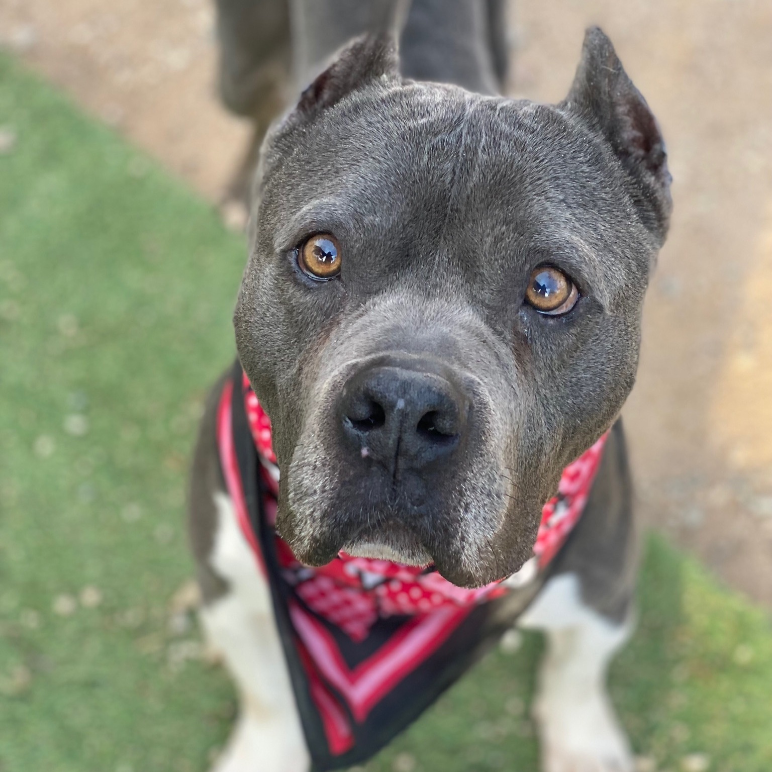 Adorable, gentle, STUEY - VERY LOVING HANDSOME BOY, a Adoptable American Staffordshire Terrier in Acton, CA image 2/6