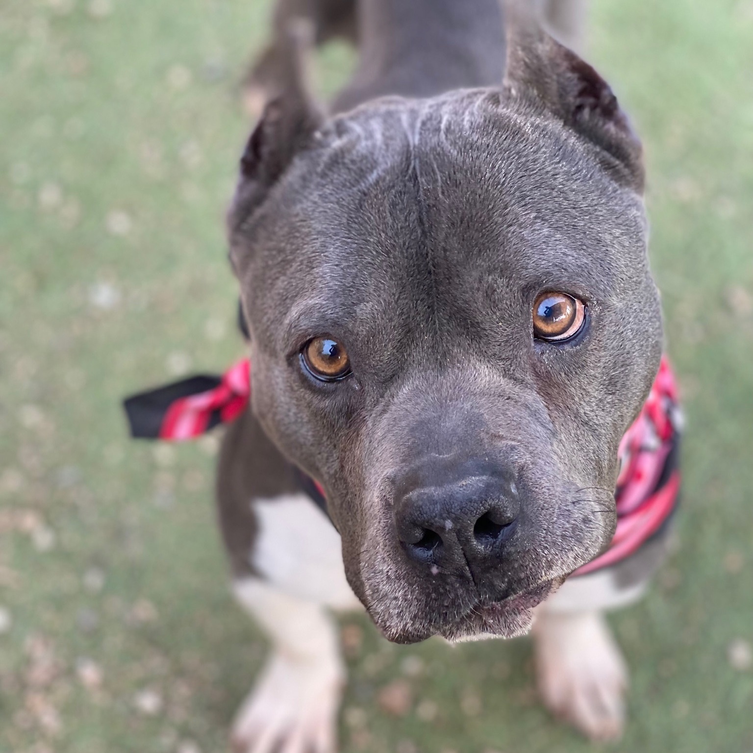 Adorable, gentle, STUEY - VERY LOVING HANDSOME BOY, a Adoptable American Staffordshire Terrier in Acton, CA image 3/6