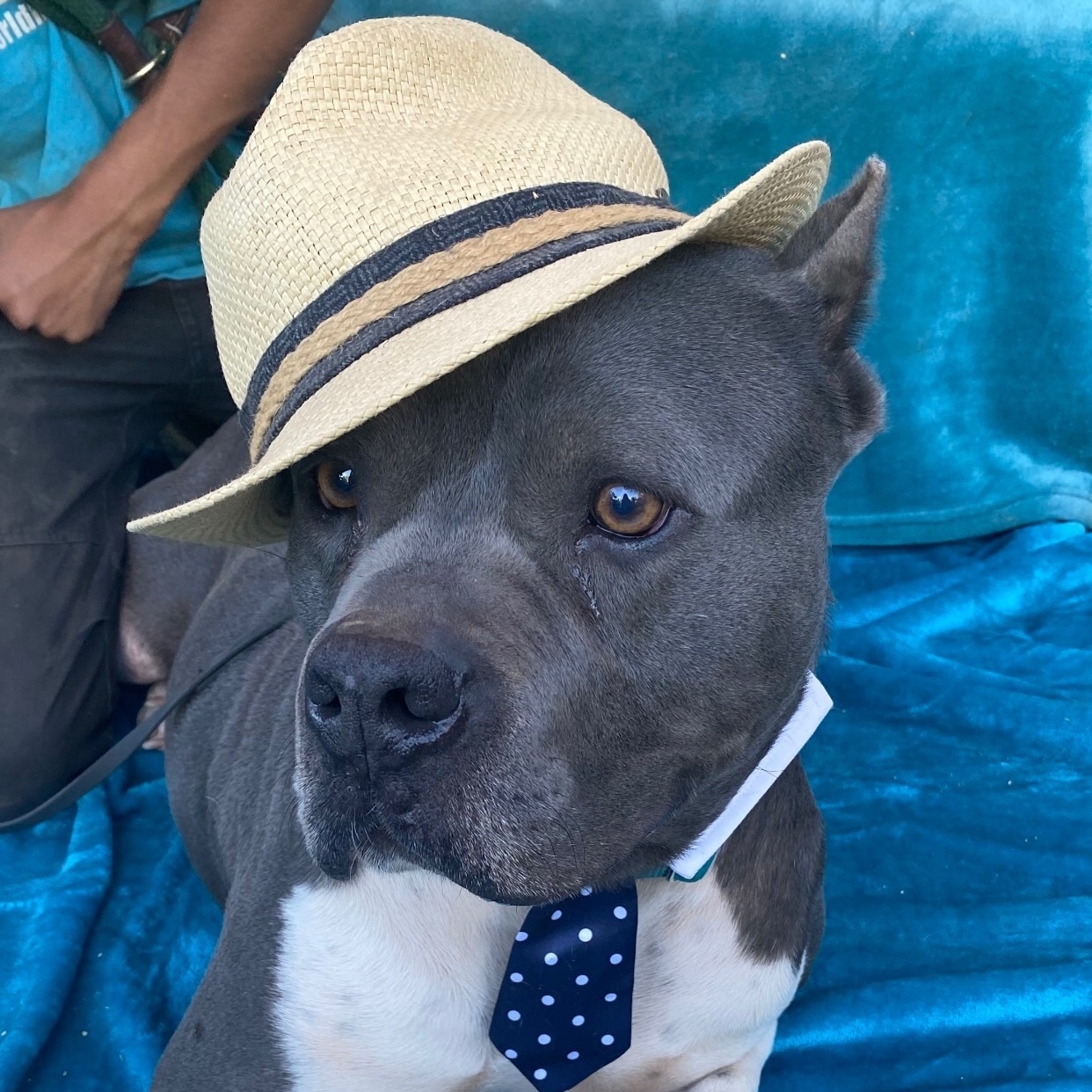 Adorable, gentle, STUEY - VERY LOVING HANDSOME BOY, a Adoptable American Staffordshire Terrier in Acton, CA image 6/6