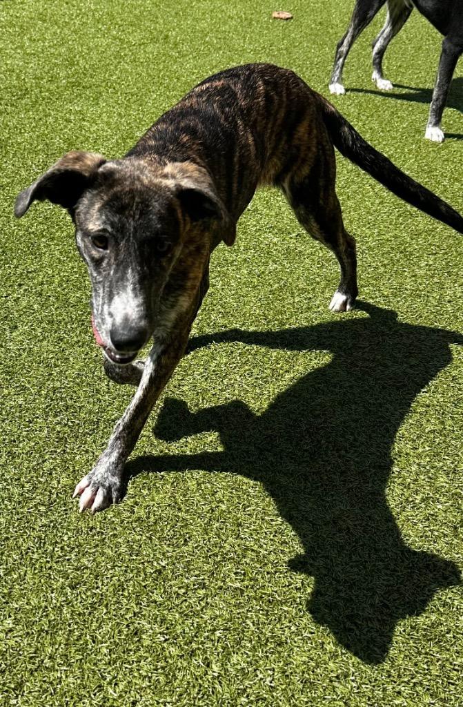 Enlarge Penny, a Adoptable mixed breed in Newcastle, OK image 1/2