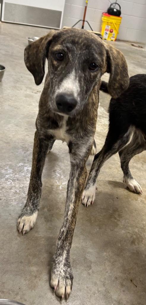 Enlarge Penny, a Adoptable mixed breed in Newcastle, OK image 2/2