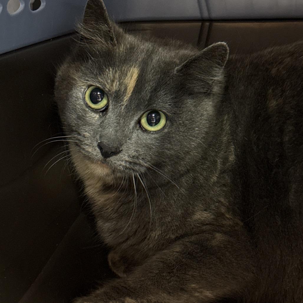 Enlarge Paris, a Adoptable Domestic Short Hair in Salt Lake City, UT image 1/2