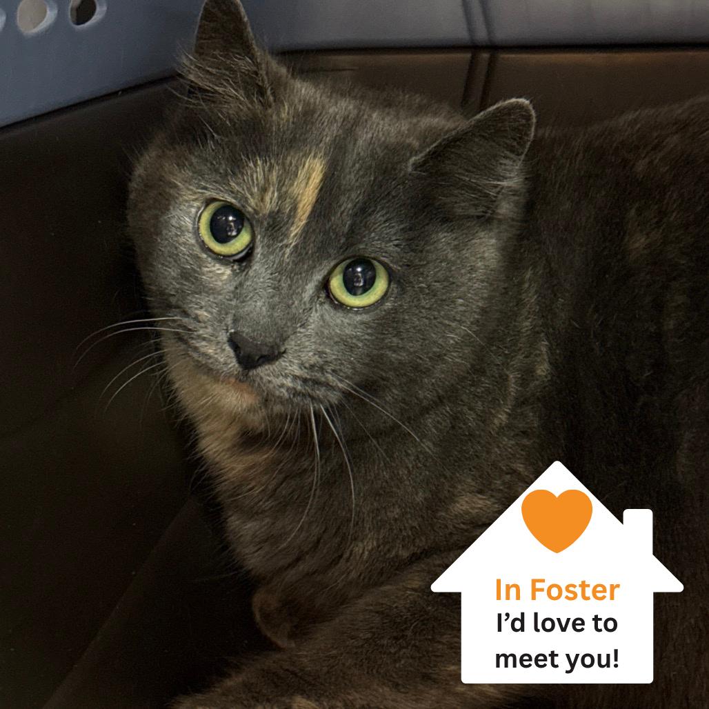 Enlarge Paris, a Adoptable Domestic Short Hair in Salt Lake City, UT image 2/2