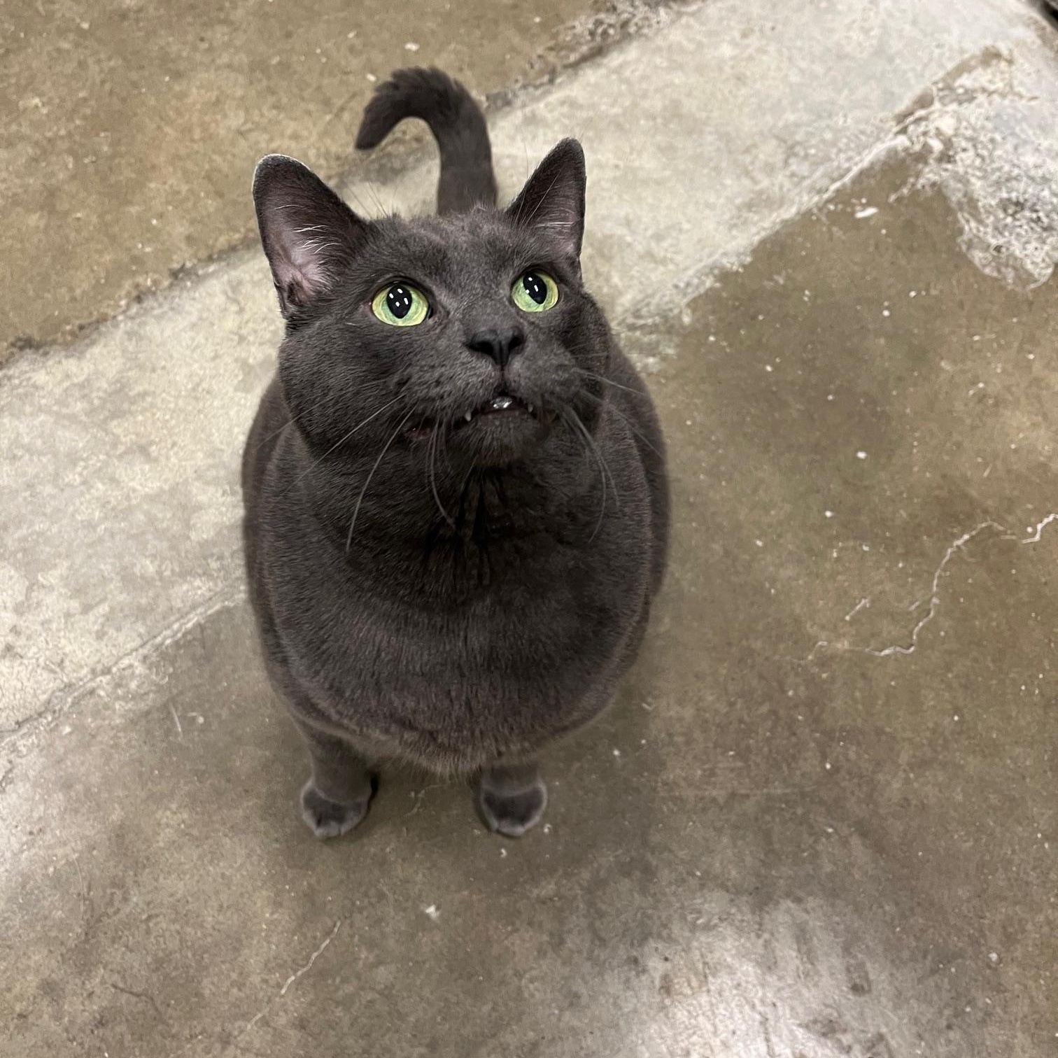 Enlarge Big Mac & Mc Double, a ADOPTABLE Domestic Short Hair in St Thomas, ON image 6/6