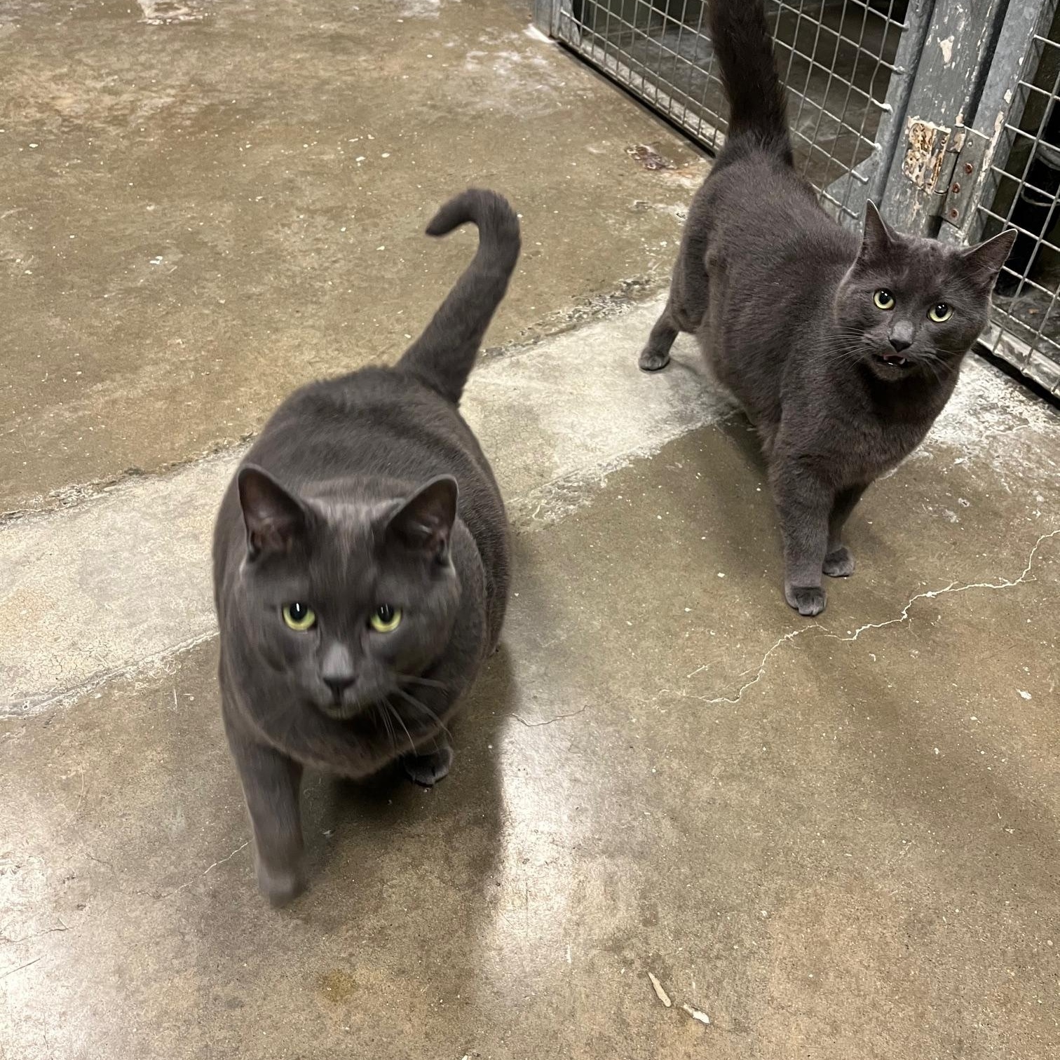 Big Mac & Mc Double, ADOPTABLE, Adult Male Domestic Short Hair.