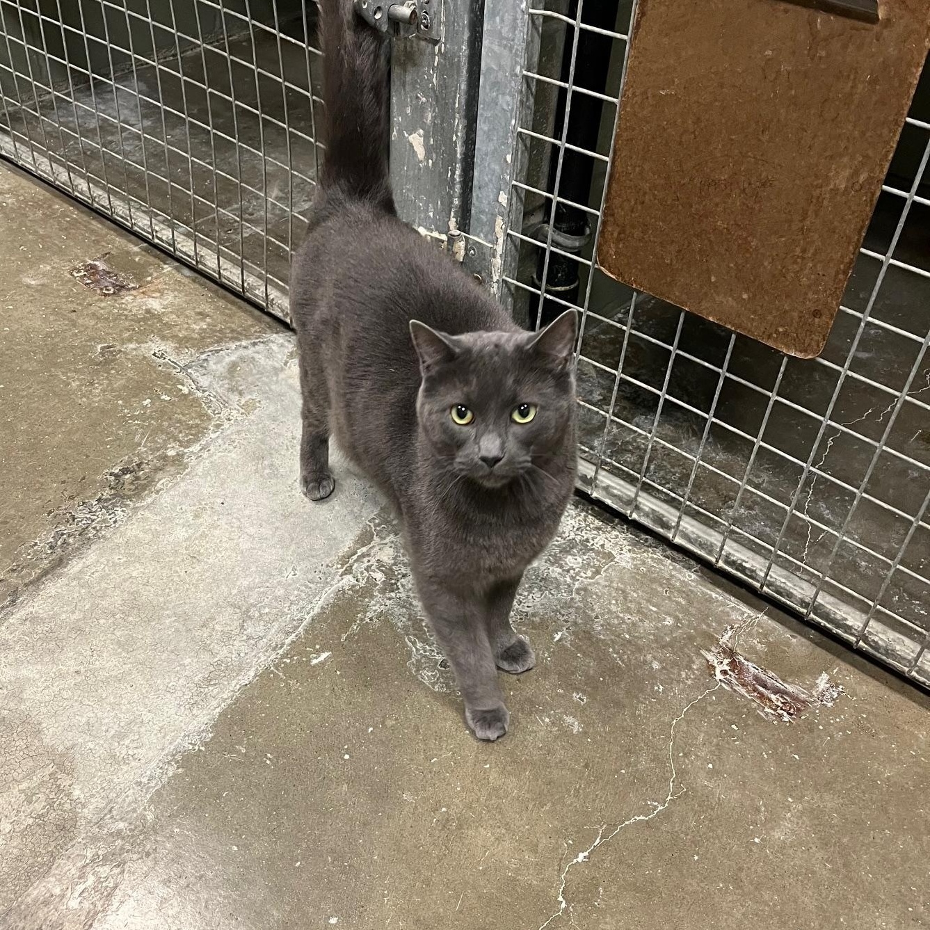 Enlarge Big Mac & Mc Double, a ADOPTABLE Domestic Short Hair in St Thomas, ON image 2/6