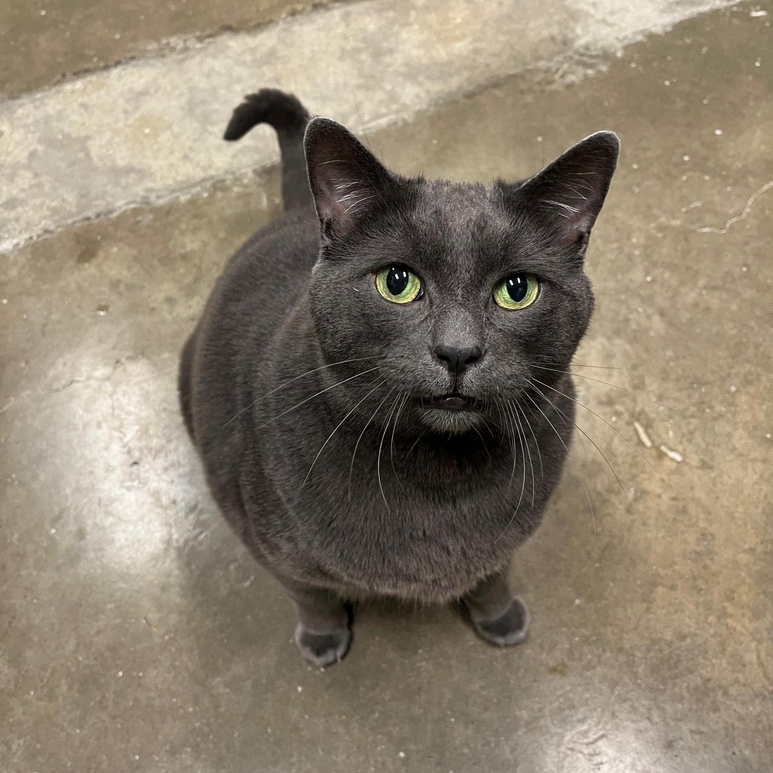 Enlarge Big Mac & Mc Double, a ADOPTABLE Domestic Short Hair in St Thomas, ON image 4/6