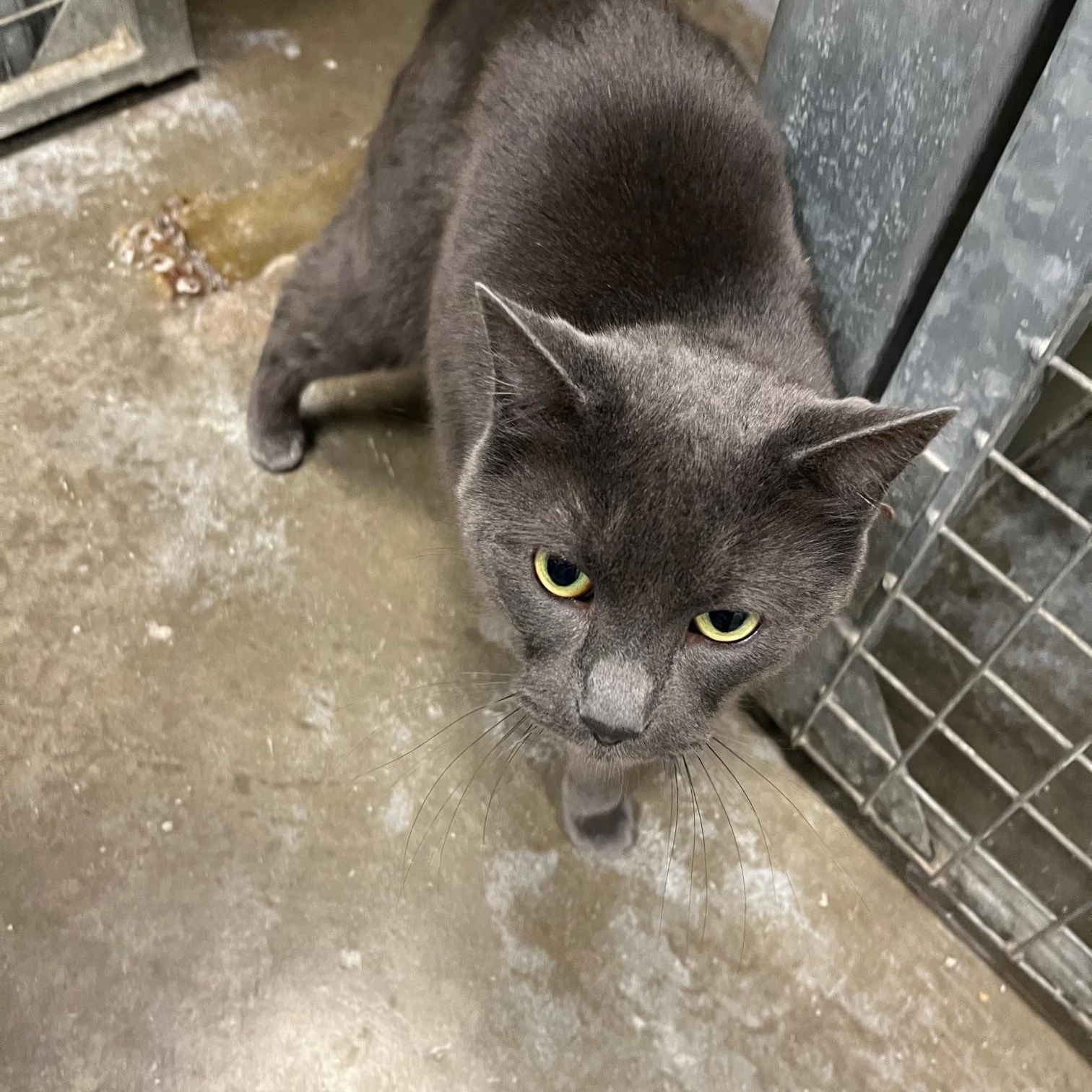 Enlarge Big Mac & Mc Double, a ADOPTABLE Domestic Short Hair in St Thomas, ON image 5/6