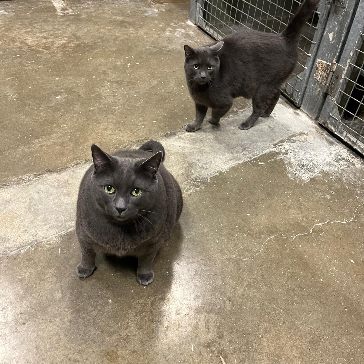 Enlarge Big Mac & Mc Double, a ADOPTABLE Domestic Short Hair in St Thomas, ON image 3/6