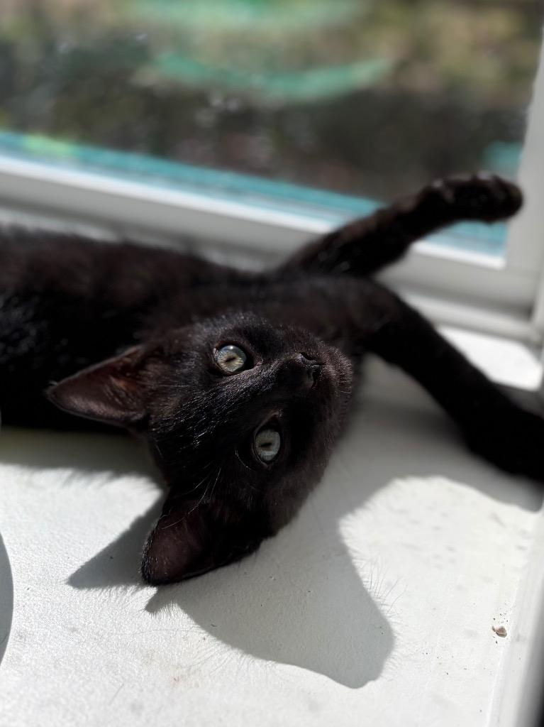 Kath, Adoptable, Kitten Female Domestic Short Hair.
