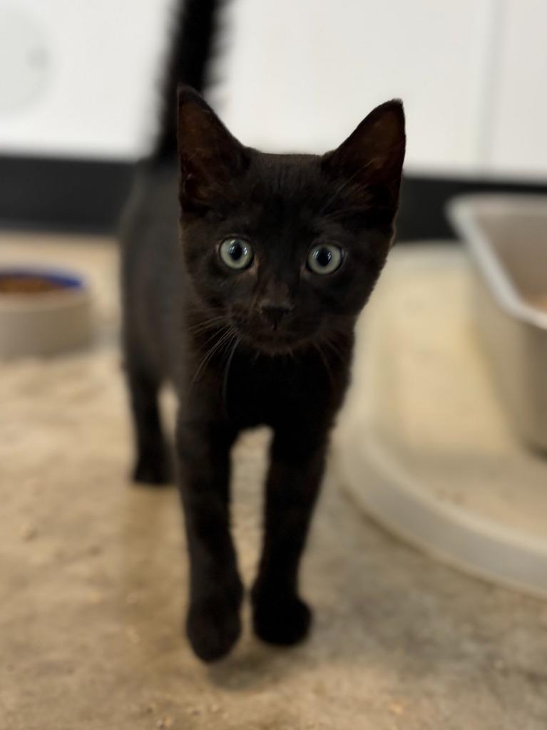 Kath, a Adoptable mixed breed in Lockhart, TX image 2/3