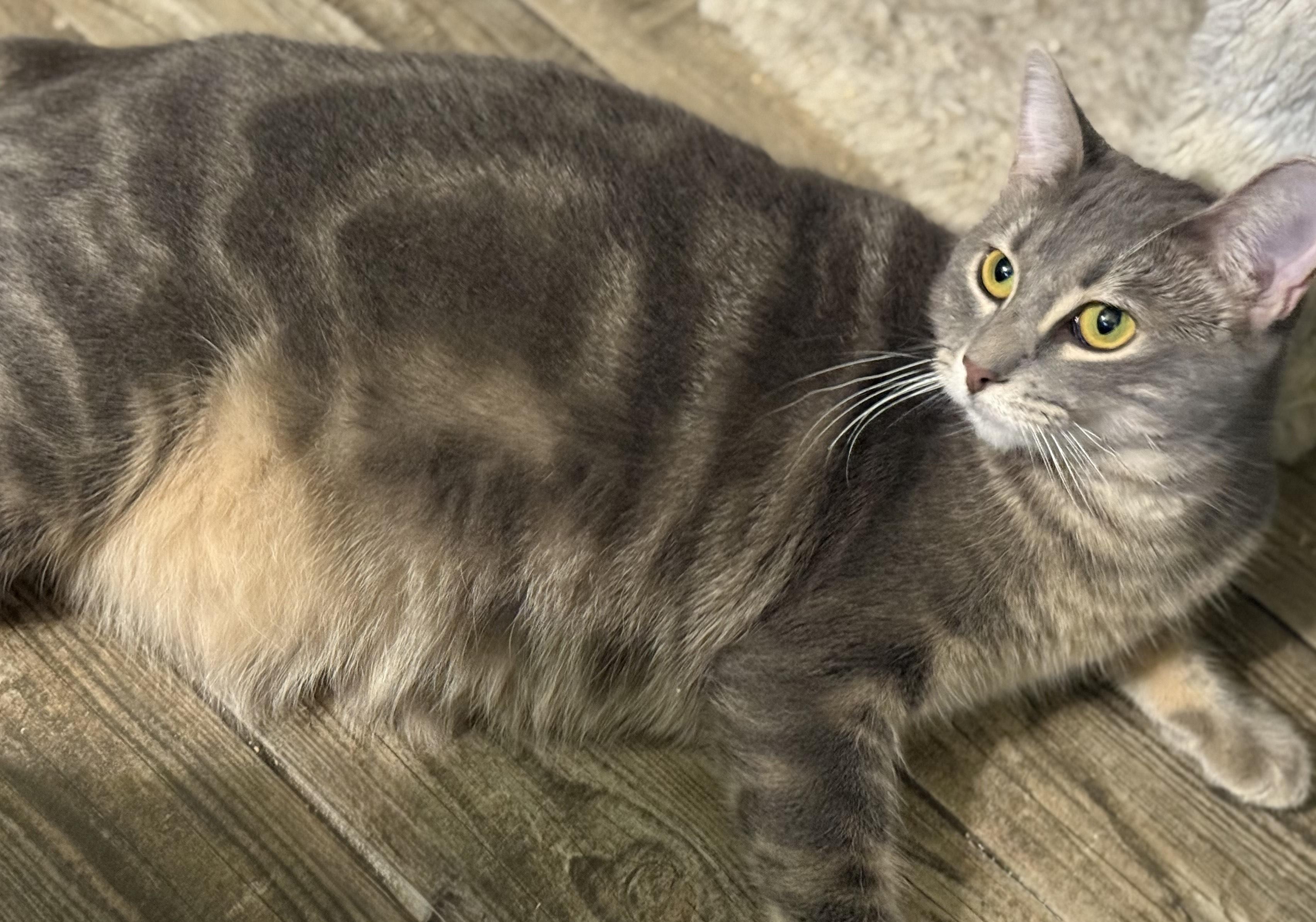 Espiral “Essie”, a Adoptable Domestic Short Hair in Fort Worth, TX image 4/6