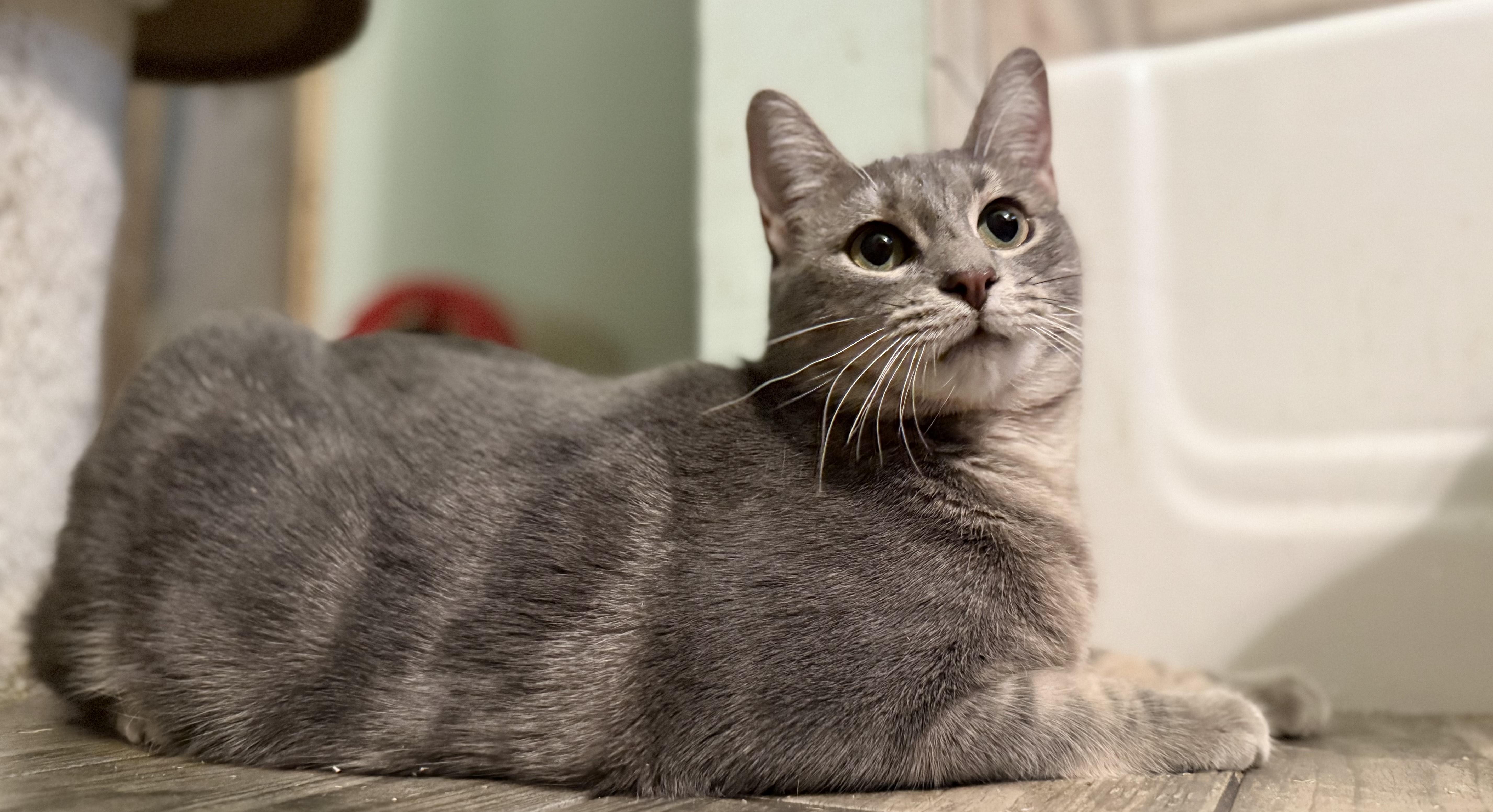 Espiral “Essie”, a Adoptable Domestic Short Hair in Fort Worth, TX image 2/6