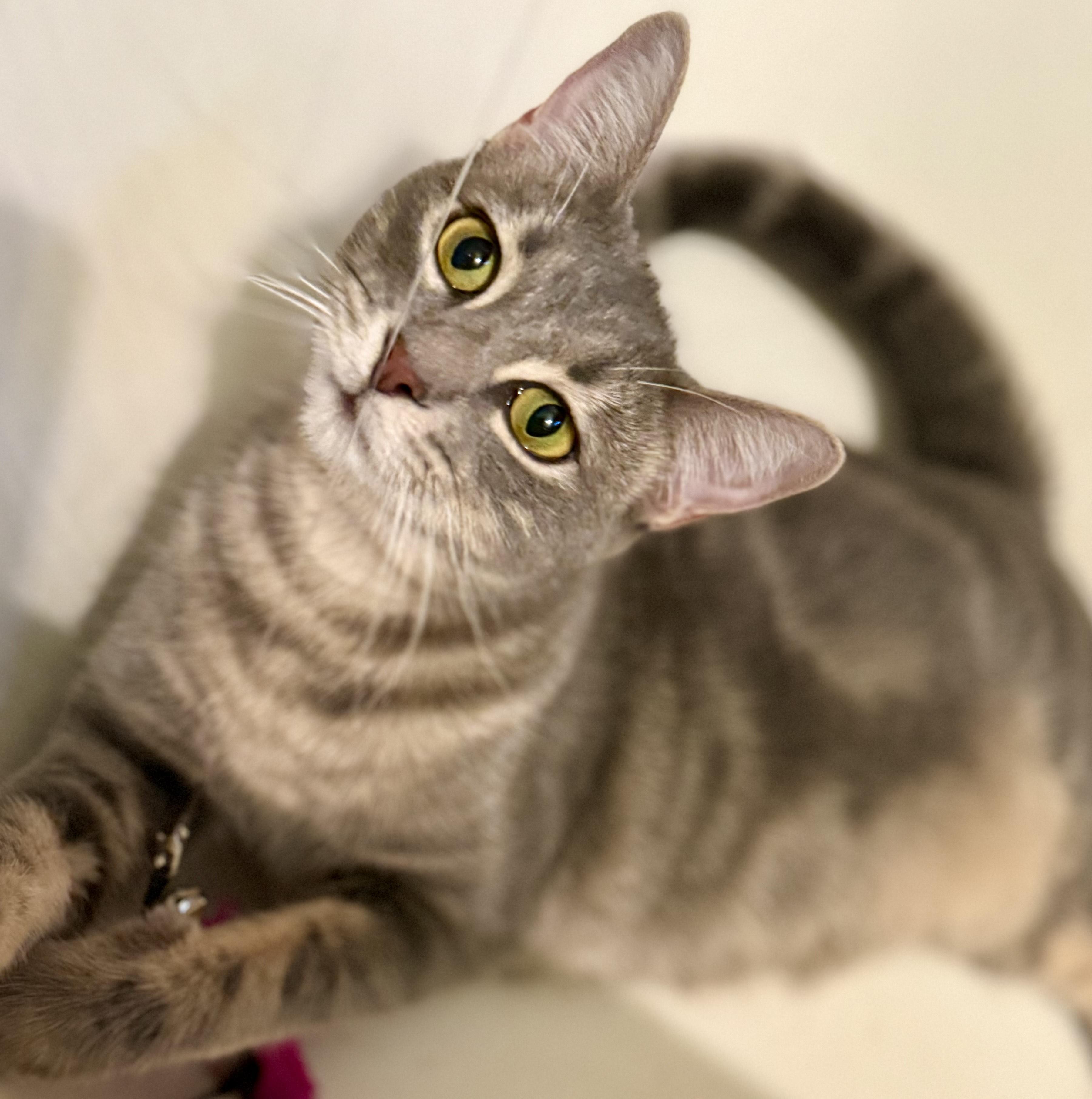 Espiral “Essie”, Adoptable, Adult Female Domestic Short Hair.