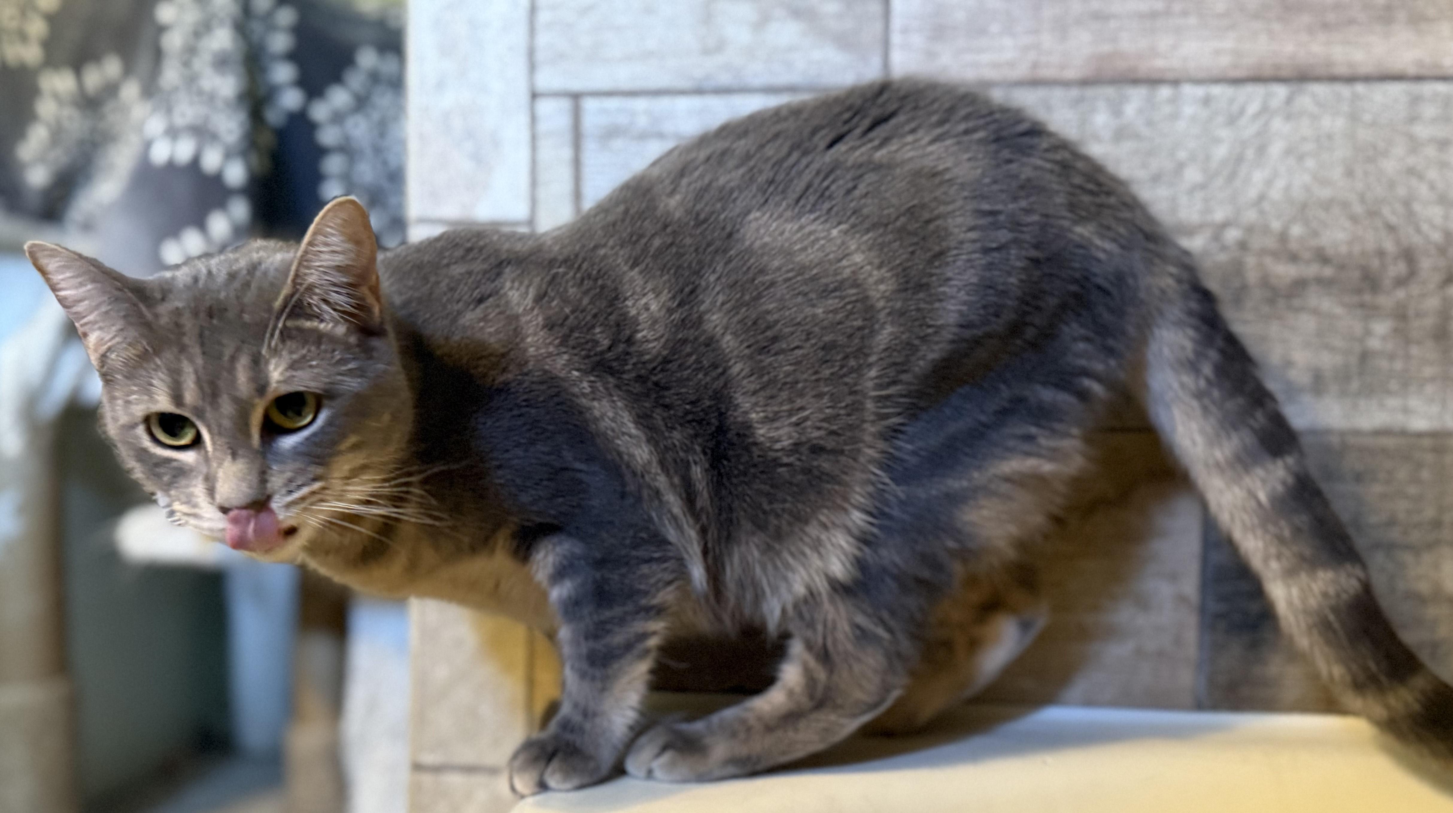 Espiral “Essie”, a Adoptable Domestic Short Hair in Fort Worth, TX image 5/6