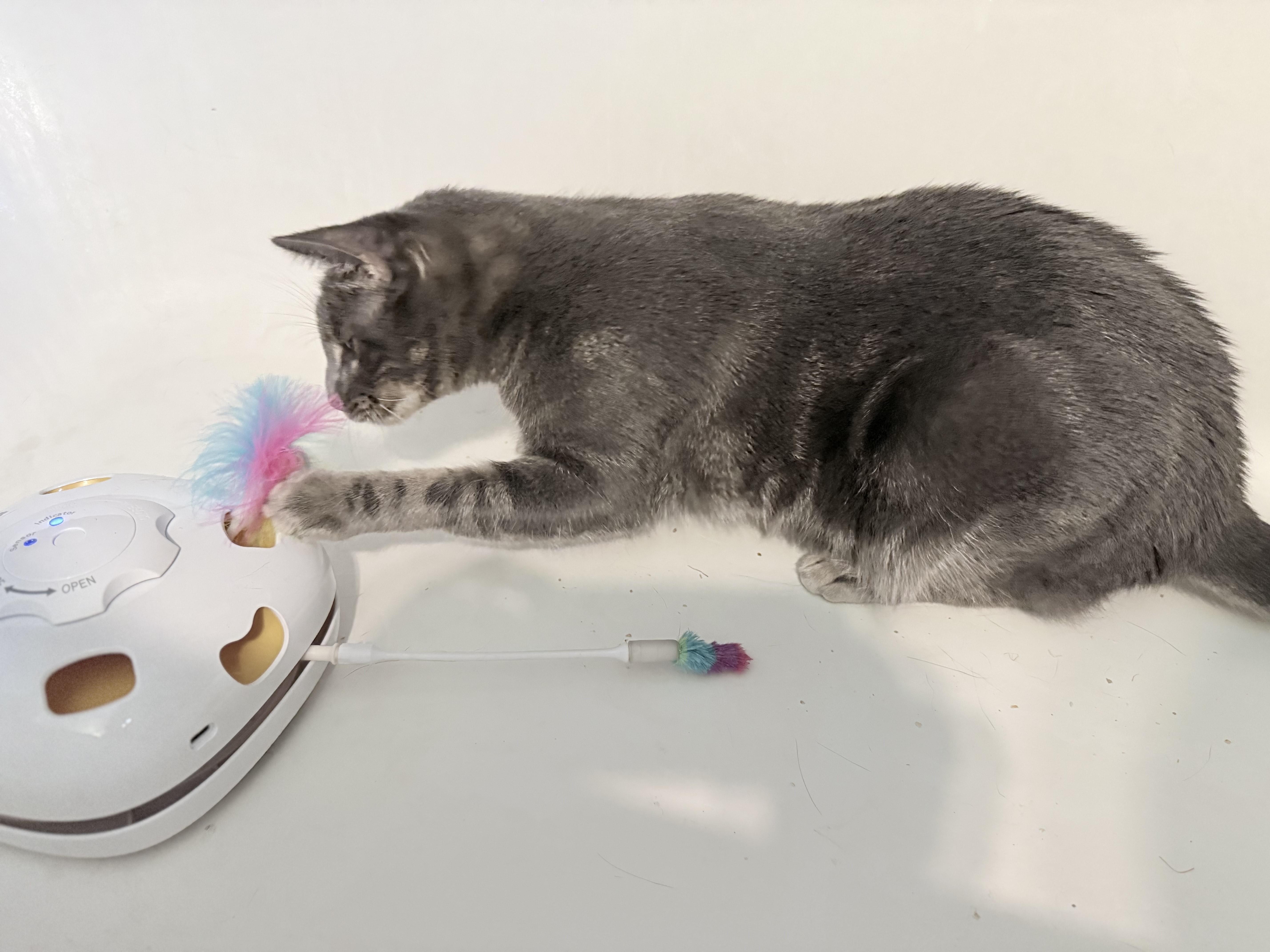 Espiral “Essie”, a Adoptable Domestic Short Hair in Fort Worth, TX image 6/6