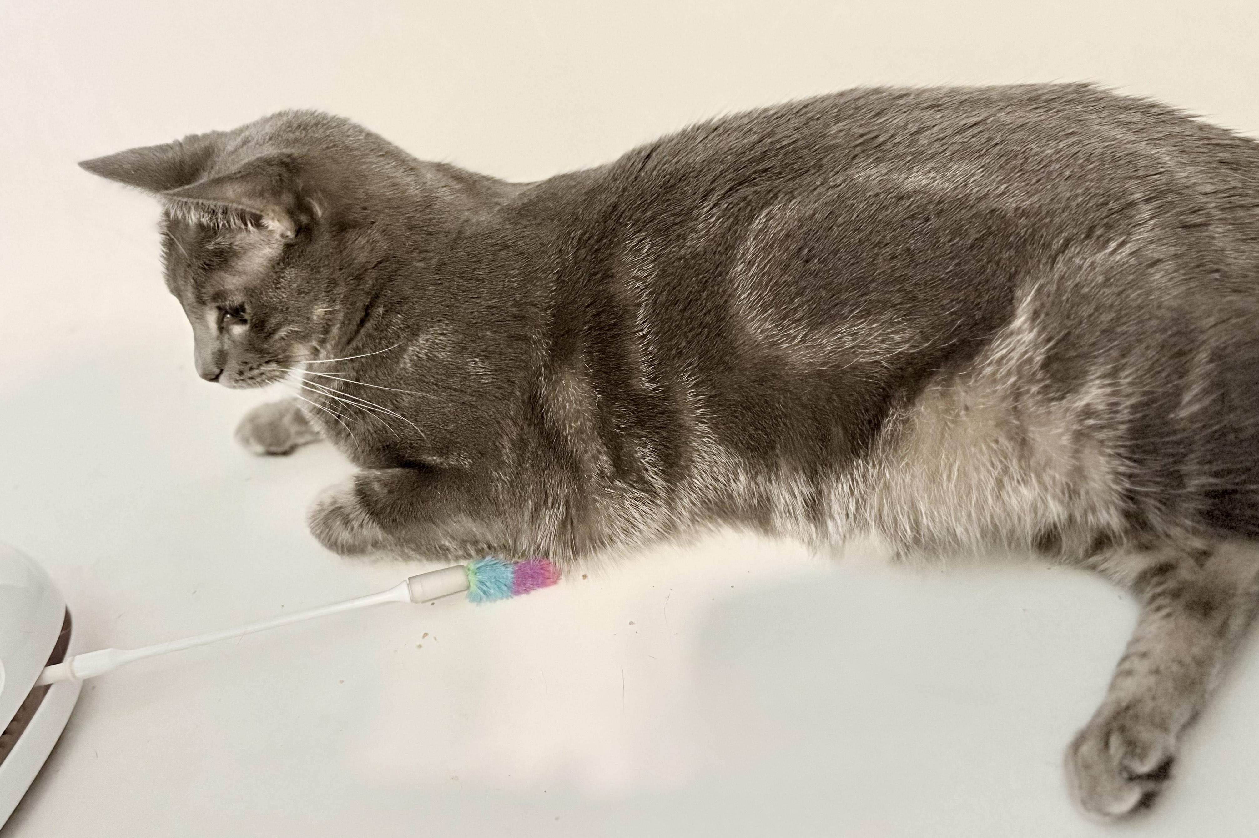 Espiral “Essie”, a Adoptable Domestic Short Hair in Fort Worth, TX image 3/6