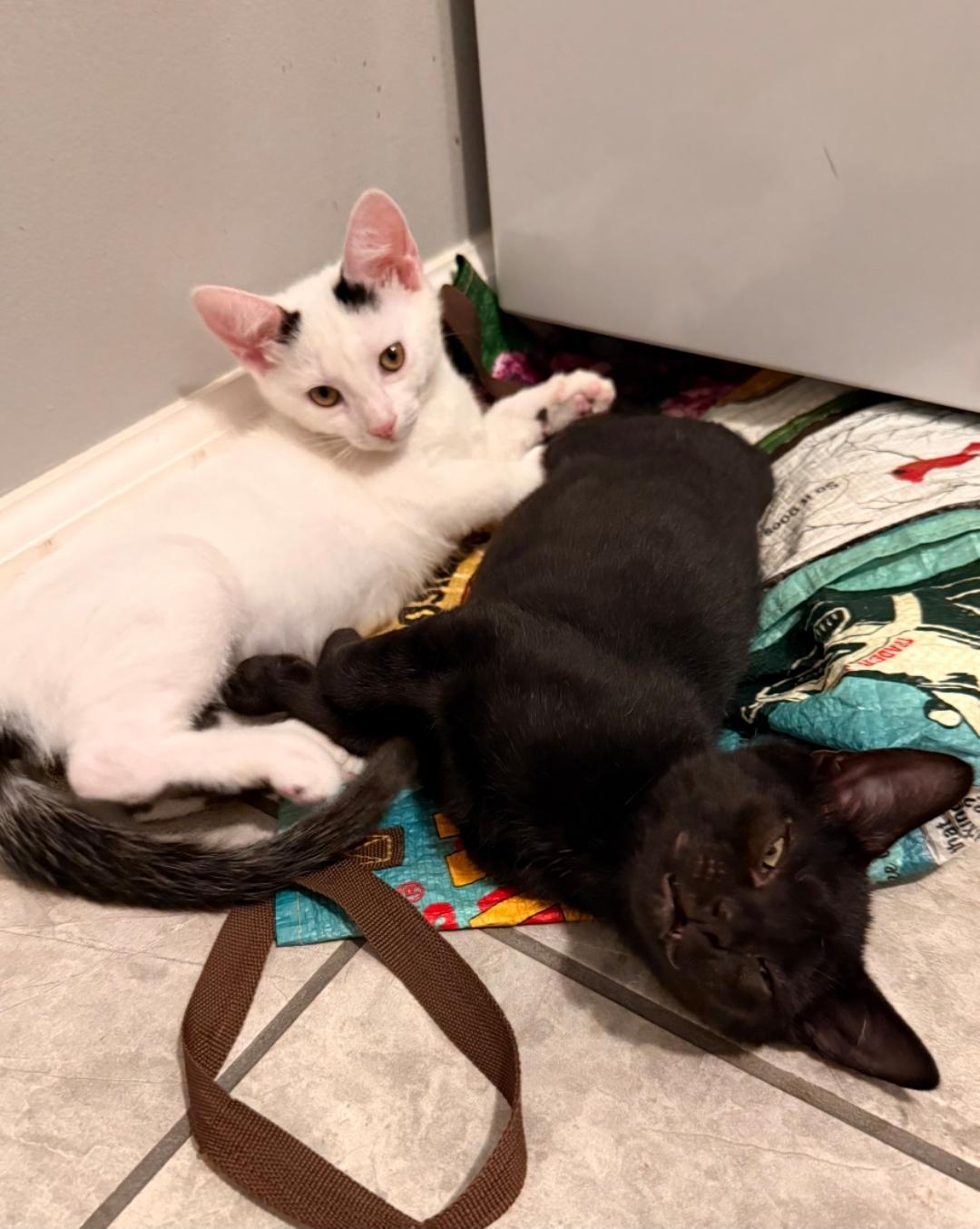Naomi, a ADOPTABLE Domestic Short Hair in West Chester, OH image 3/3