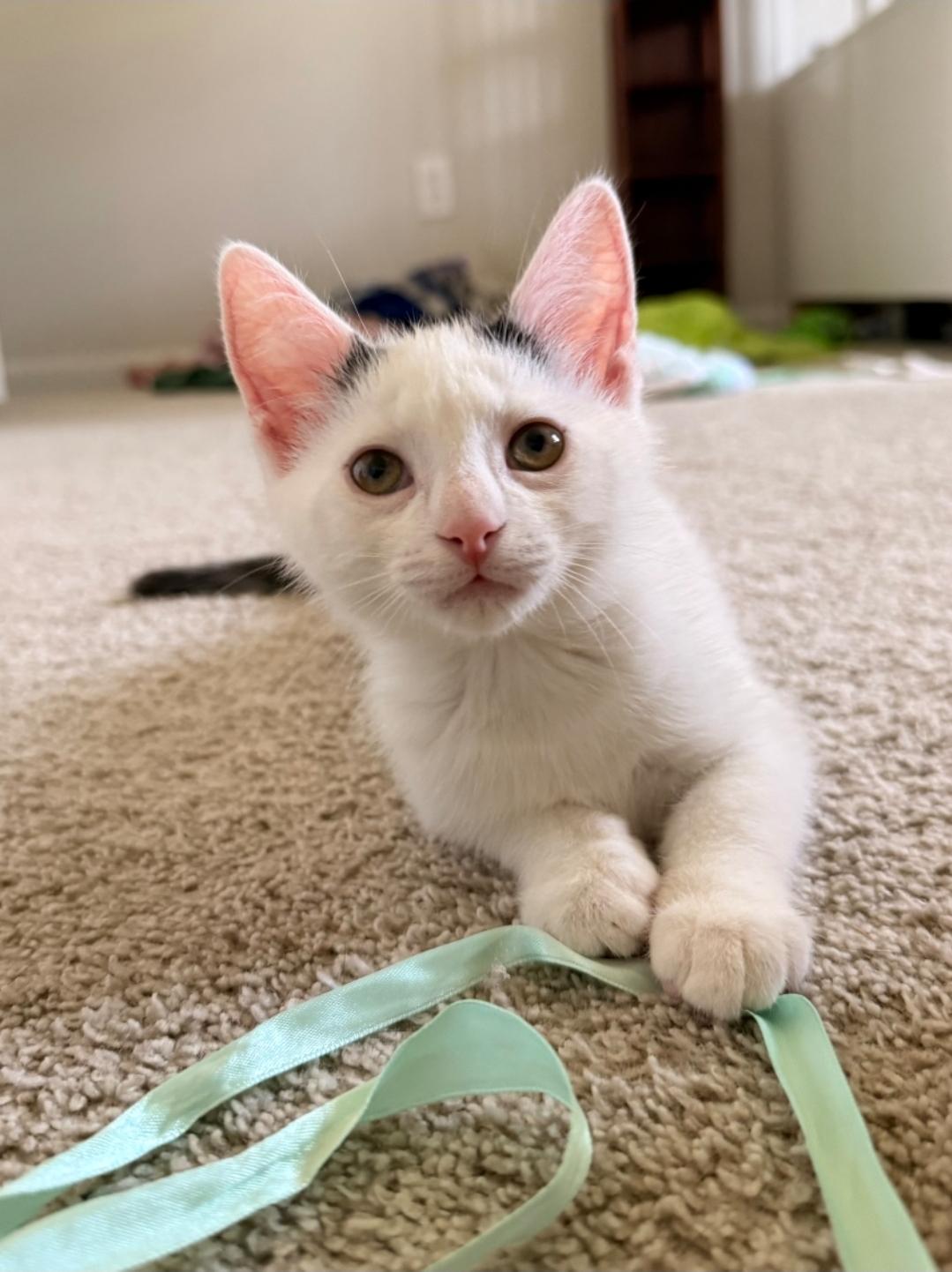 Naomi, ADOPTABLE, Young Female Domestic Short Hair.