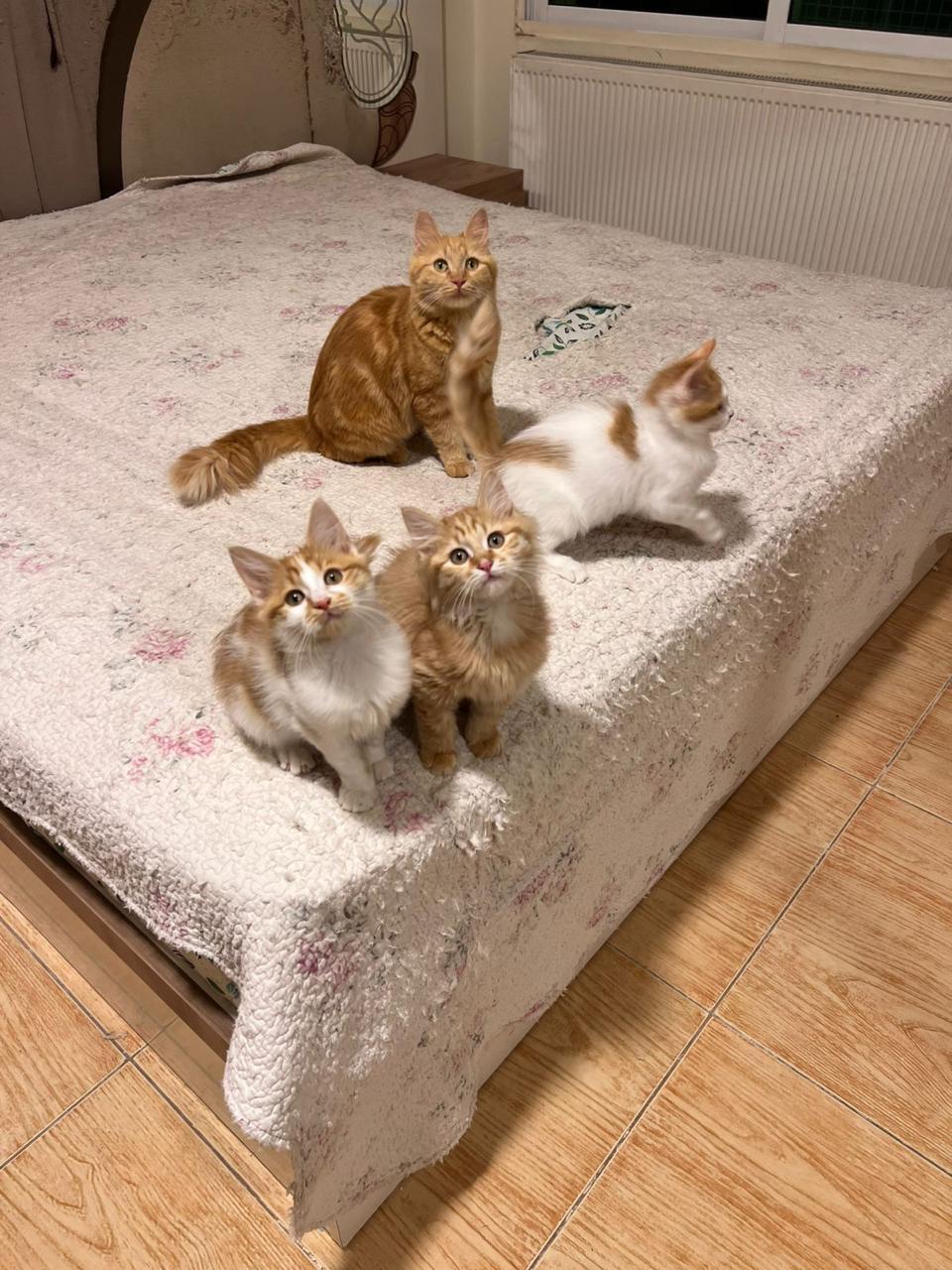 Enlarge Callo, the Fuzzy Cutie , a Adoptable mixed breed in Somerset, NJ image 2/6